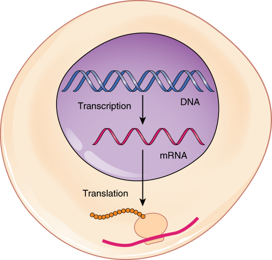 protein-synthesis-anatomy-and-physiology