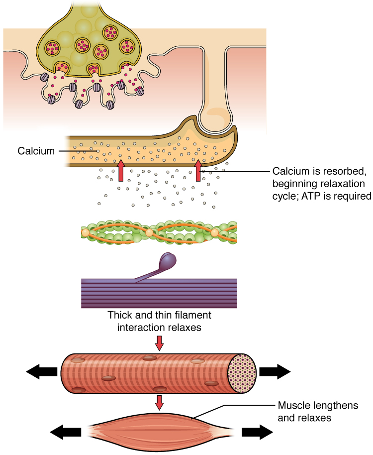 38-19-muscle-contraction-and-locomotion-excitation-contraction