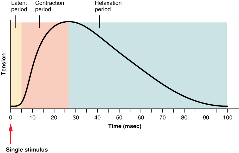A graph shows the relation between tension and time during muscle twitches. The curve first increases and then decreases with increasing time.