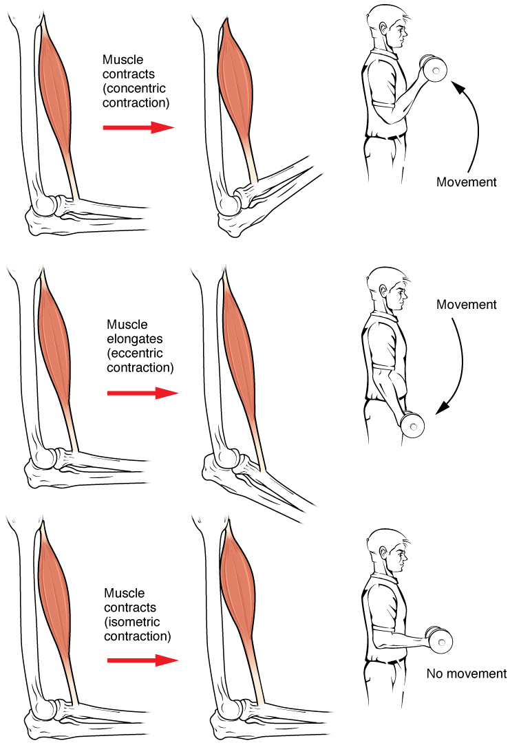 This figure shows the different types of muscle contraction and the associated body movements. The top panel shows concentric contraction, the middle panel shows eccentric contraction, and the bottom panel shows isometric contraction.