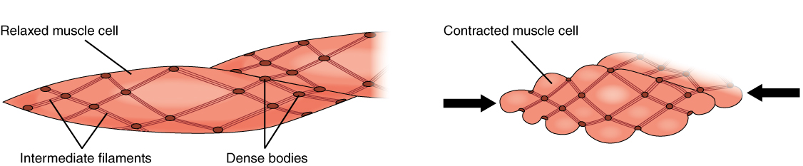 What Causes Contraction Of Smooth Muscle