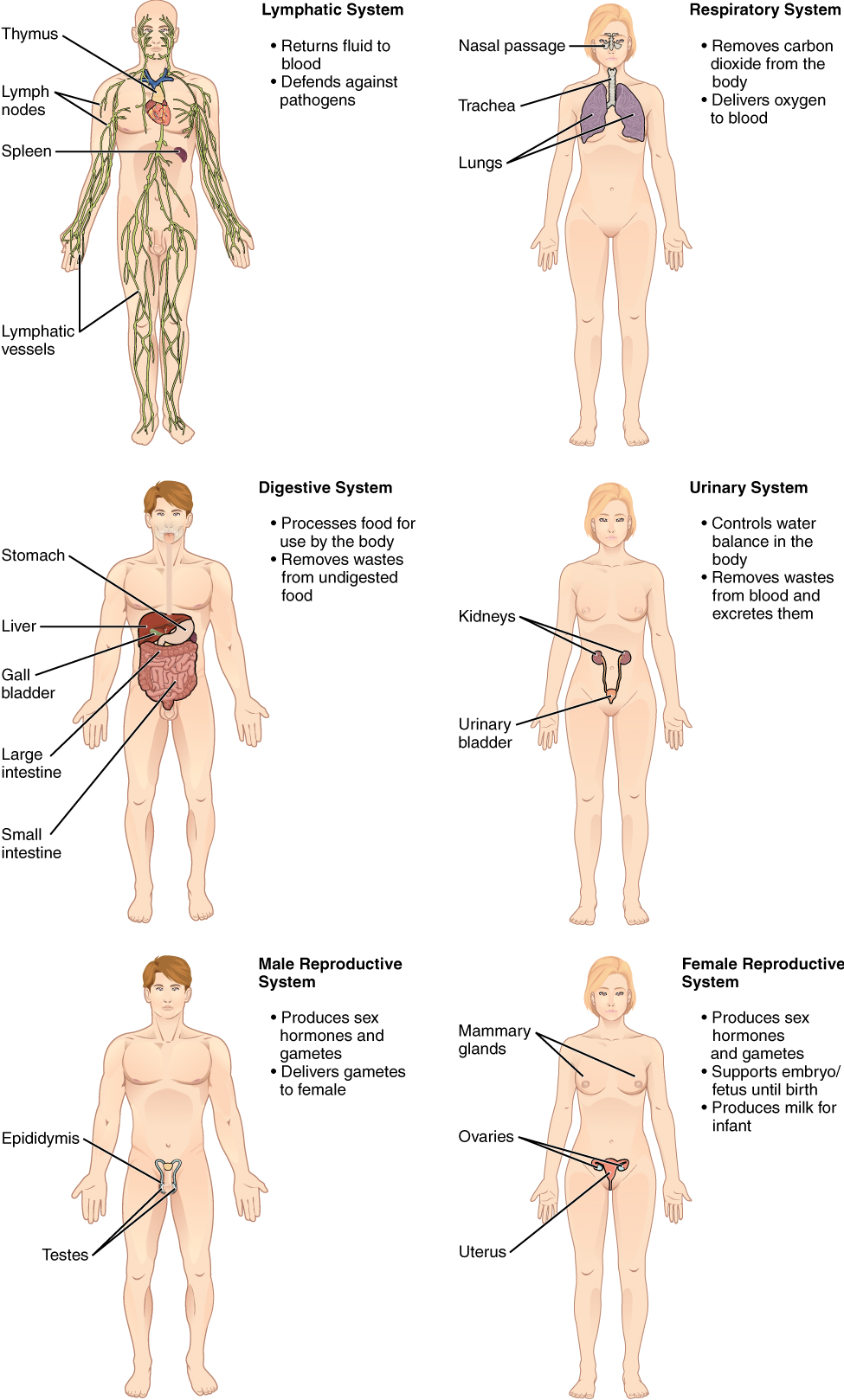 Structural Organization of the Human Body · Anatomy and ...