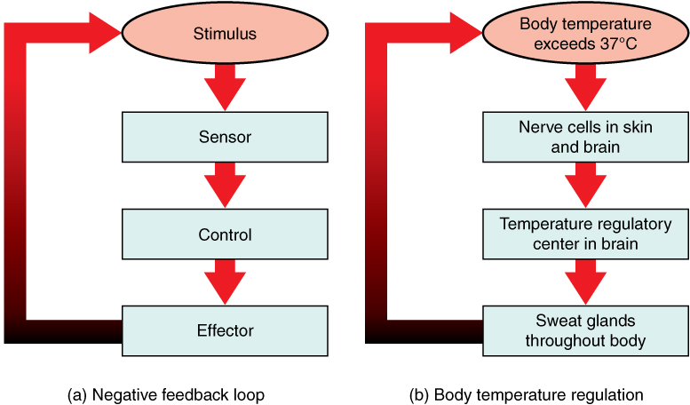 Two Examples Of Negative Feedback Loops In The Human Body