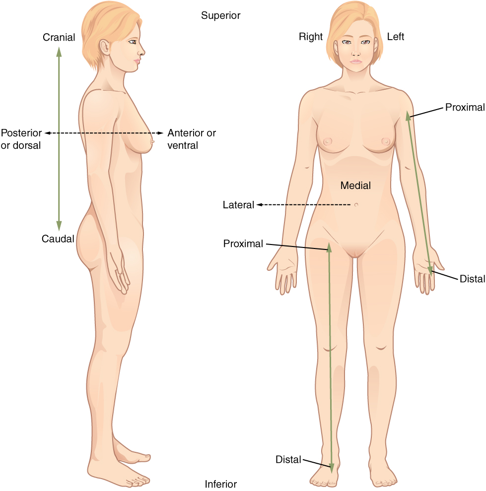 Anatomical Terminology · Anatomy and Physiology