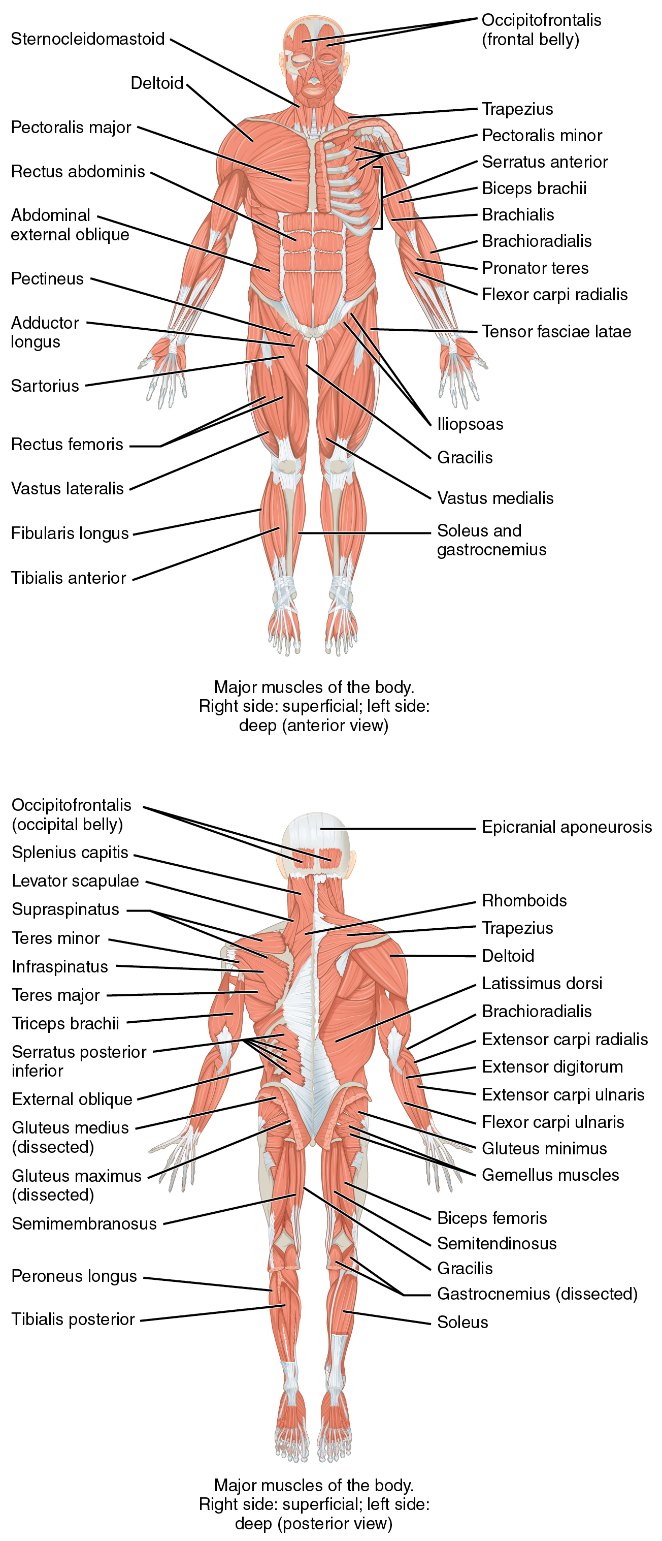 Naming Skeletal Muscles · Anatomy and Physiology