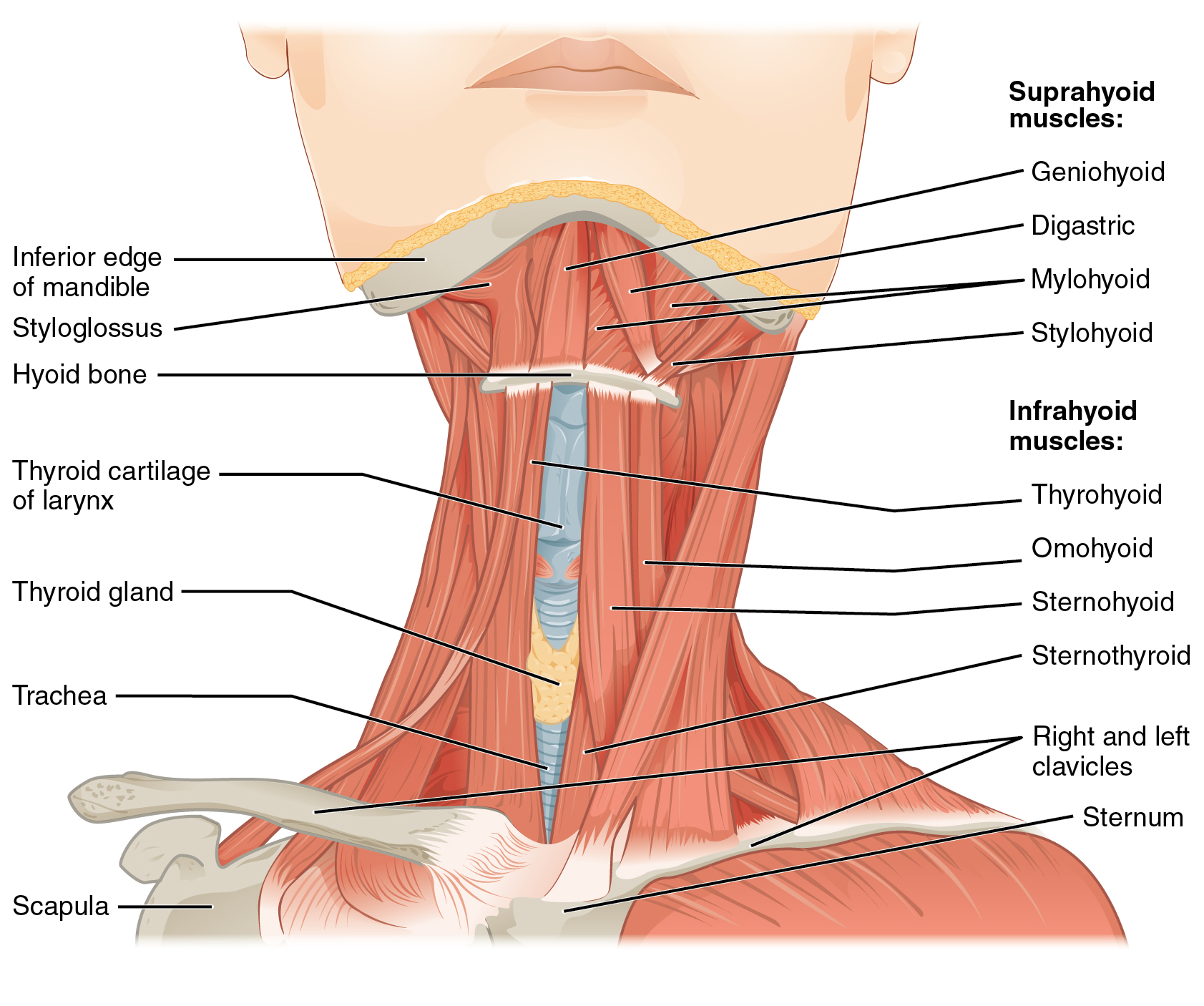 Back Muscles Diagram Anatomy - Upper Back Muscles Medical Art Library