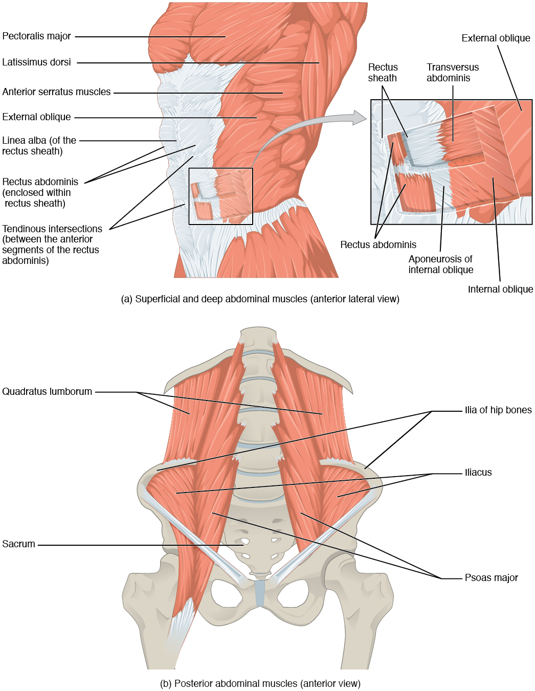 Axial Muscles of the Abdominal Wall, and Thorax · Anatomy ...