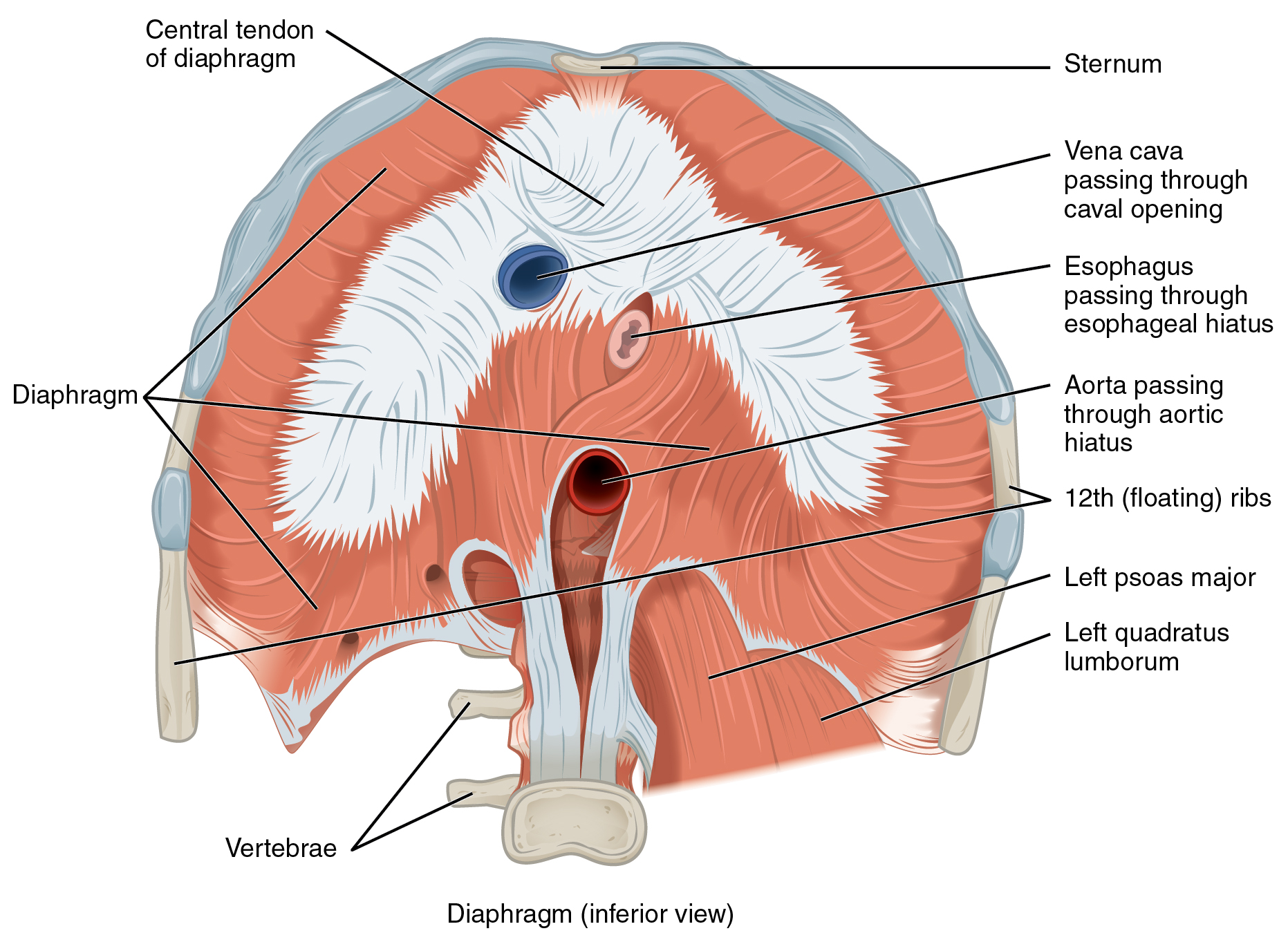 Axial Muscles of the Abdominal Wall, and Thorax · Anatomy and Physiology