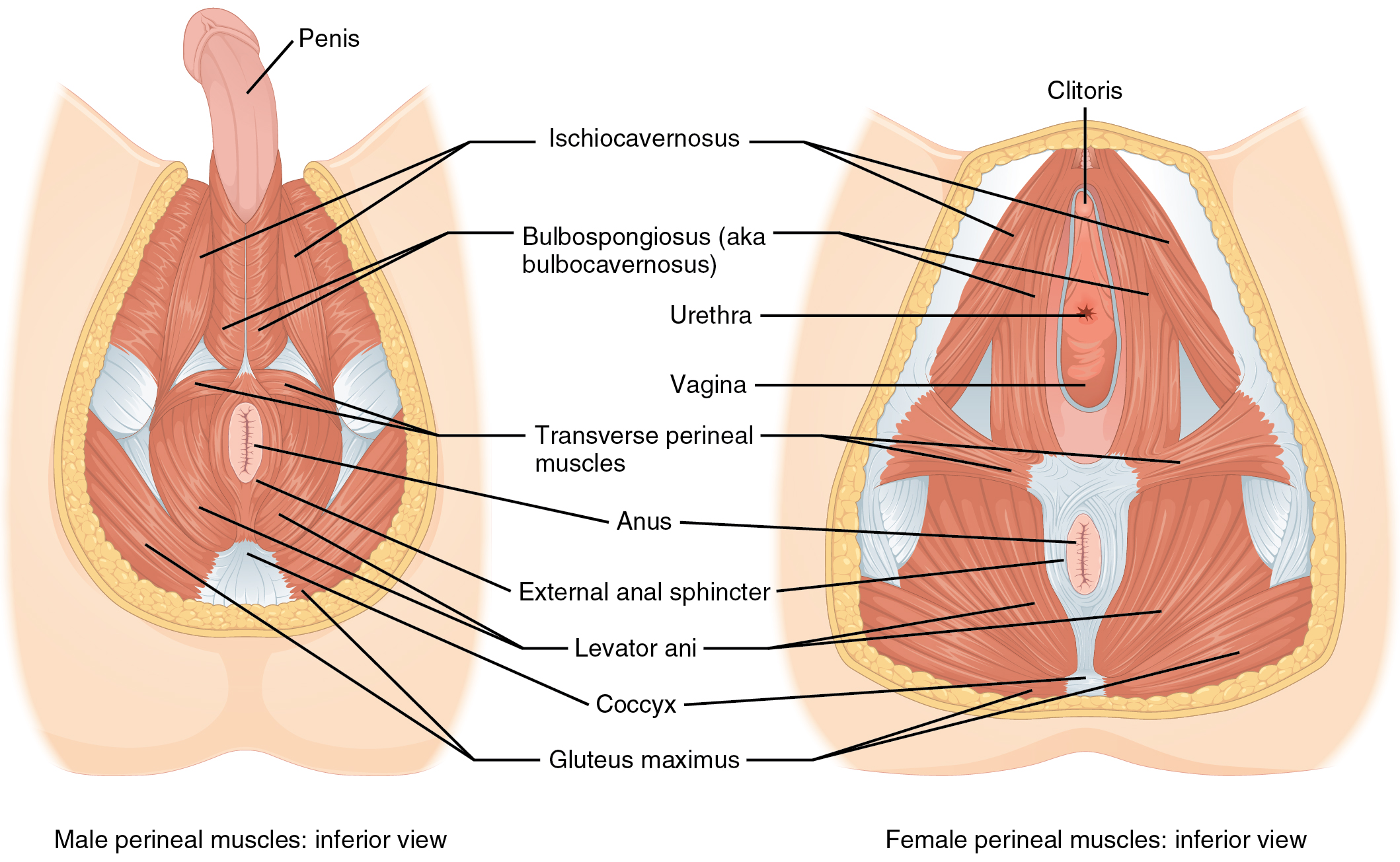 Axial Muscles of the Abdominal Wall, and Thorax · Anatomy ...