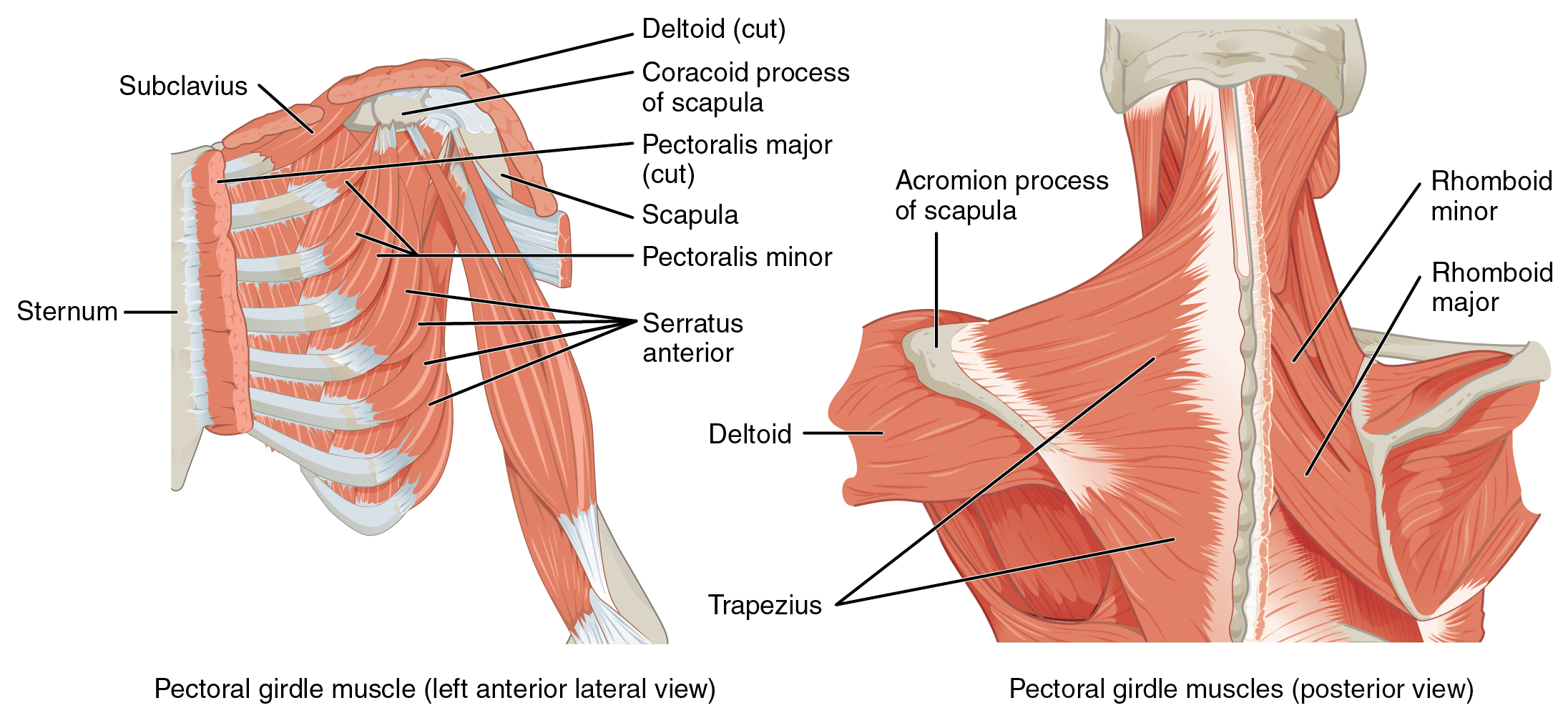 Muscles of the Pectoral Girdle and Upper Limbs · Anatomy and Physiology