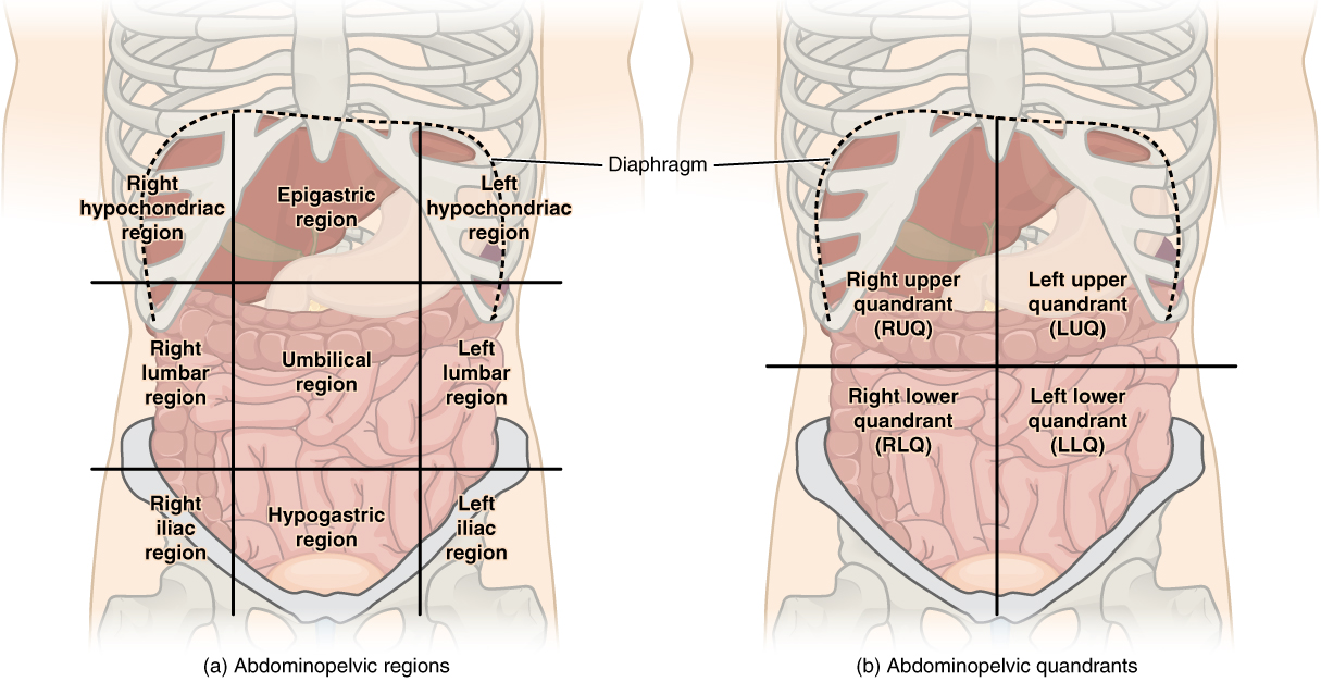 Anatomical Terminology · Anatomy and Physiology