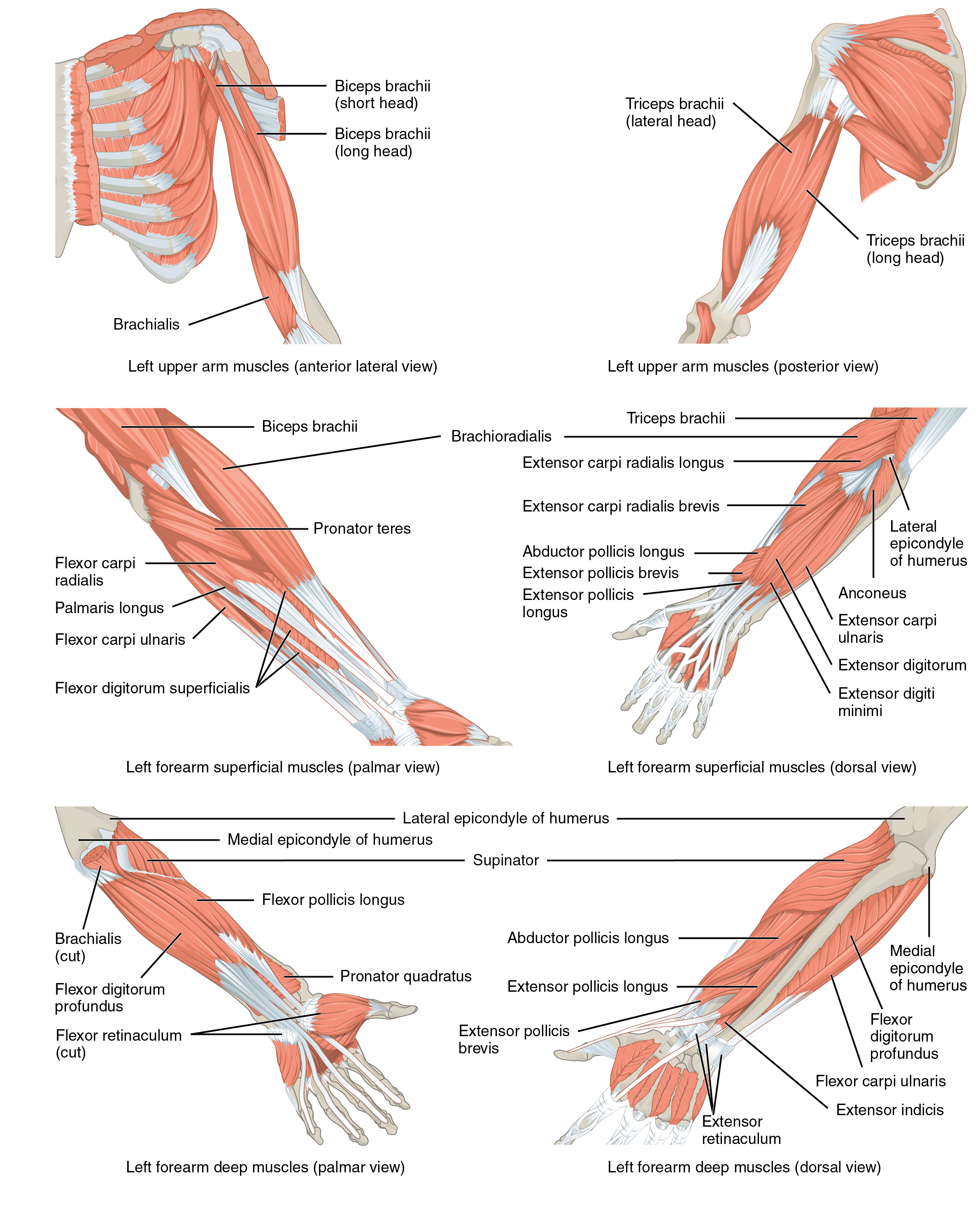 Muscles Of The Pectoral Girdle And Upper Limbs Anatomy And Physiology