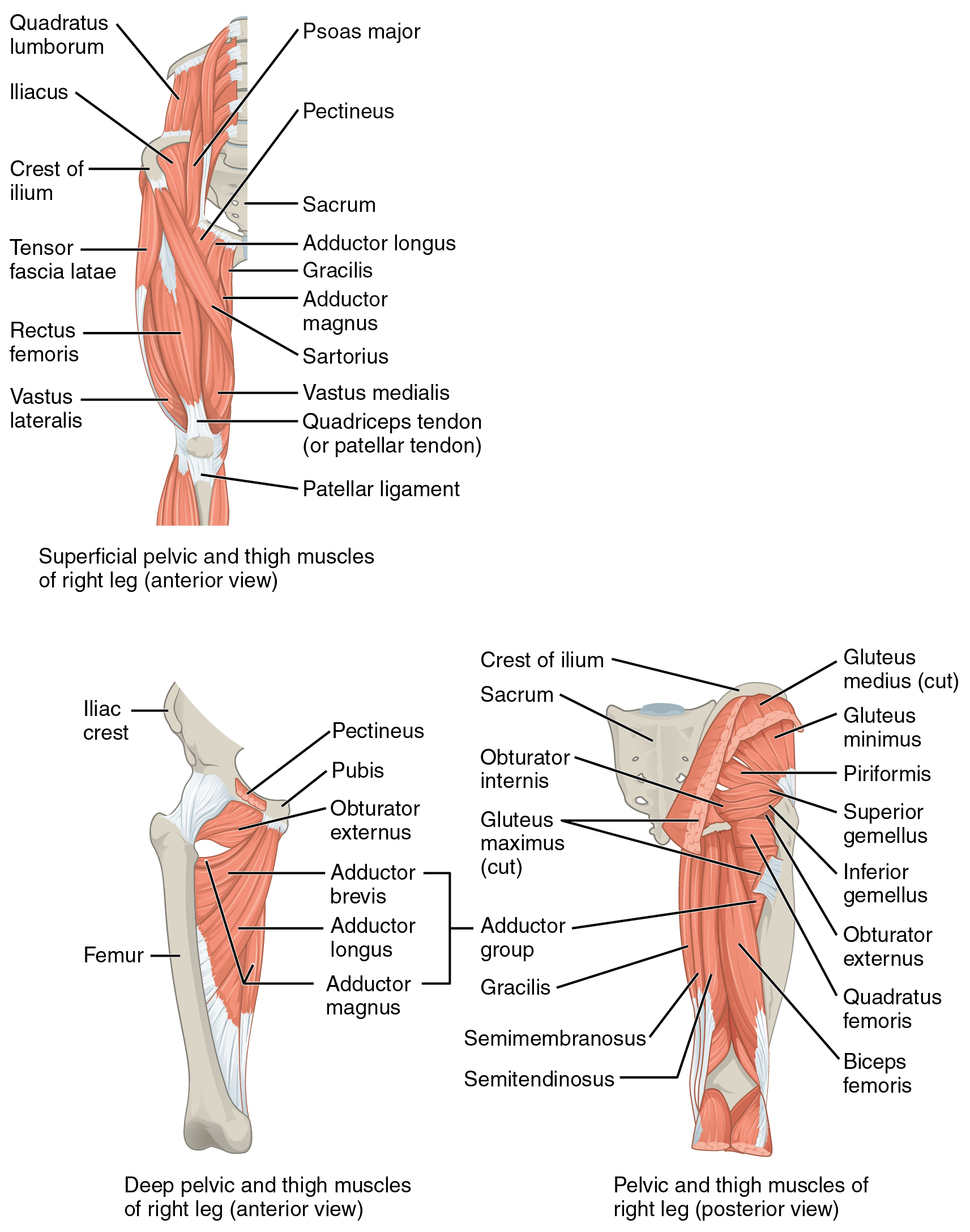 appendicular-muscles-of-the-pelvic-girdle-and-lower-limbs-anatomy-and