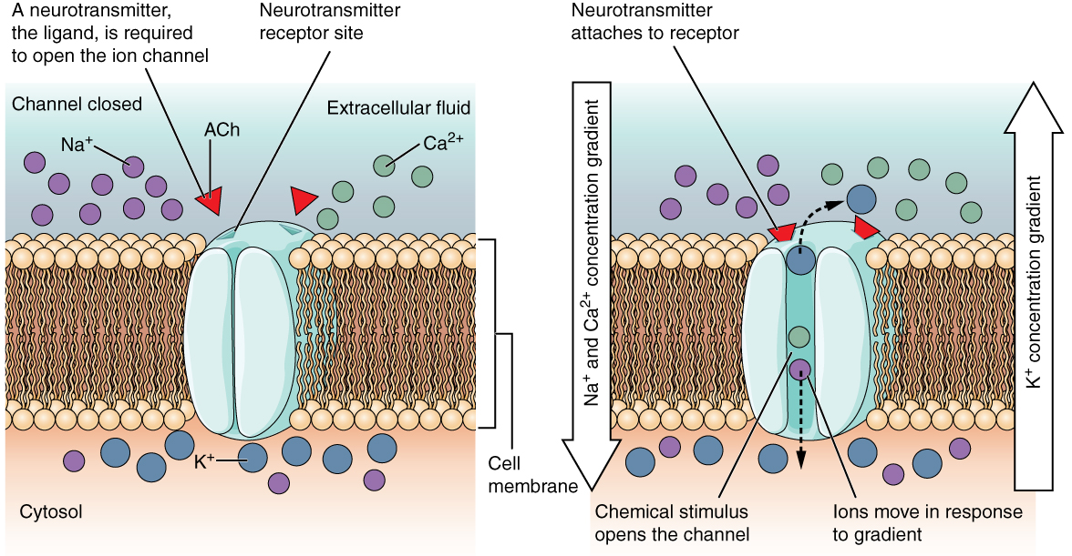 Are Mechanically Gated Channels Facilitated Diffusion