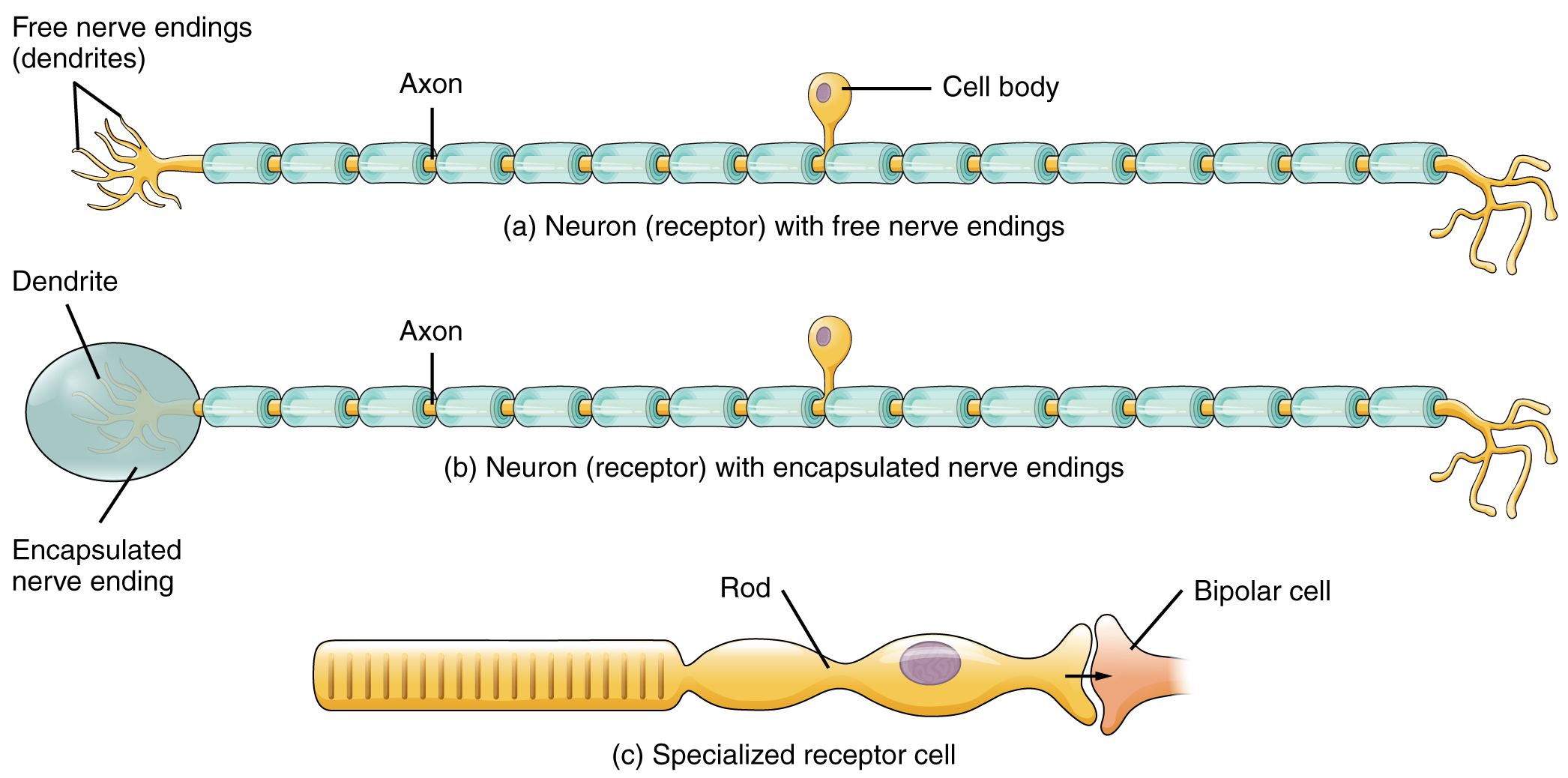 What Are The Four Basic Touch Receptors Psychology