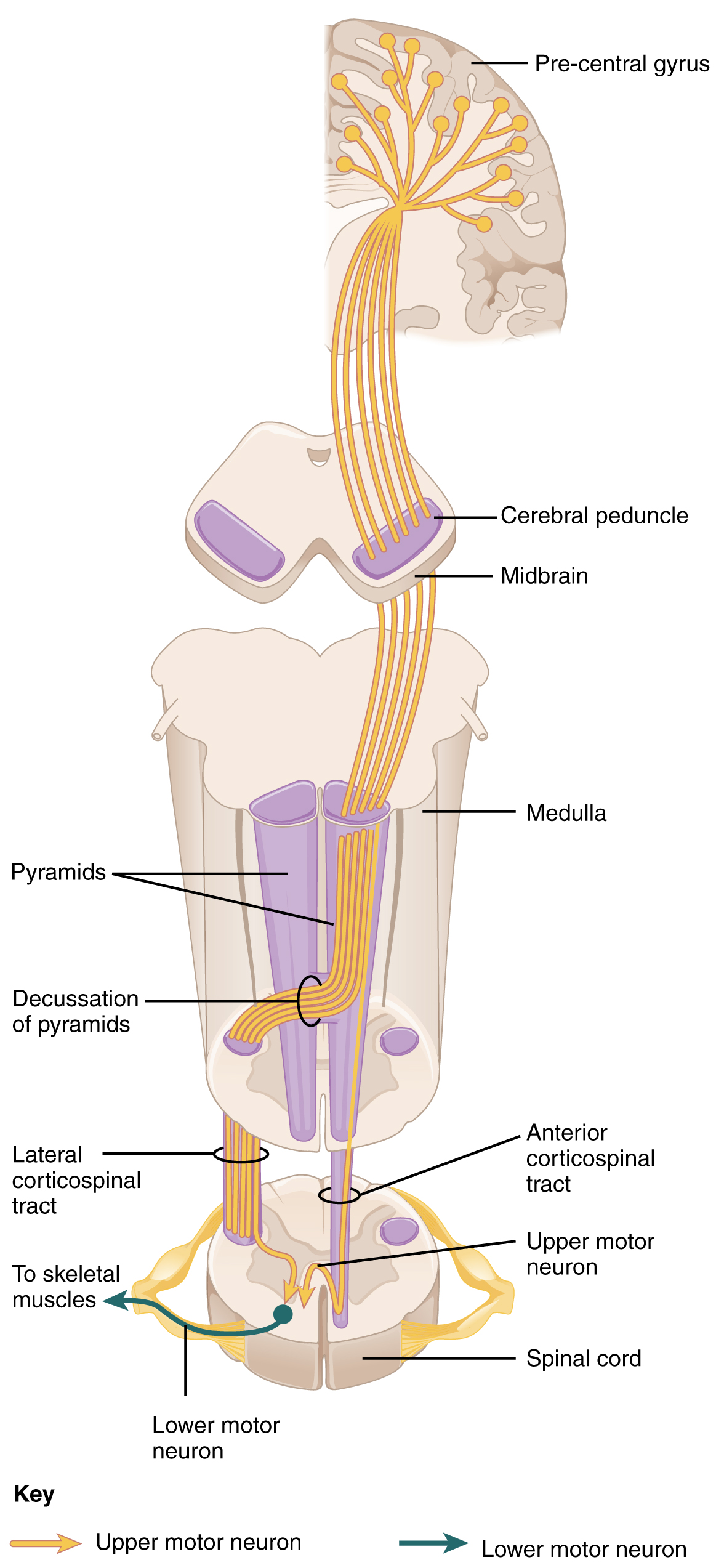 Motor Responses · Anatomy and Physiology