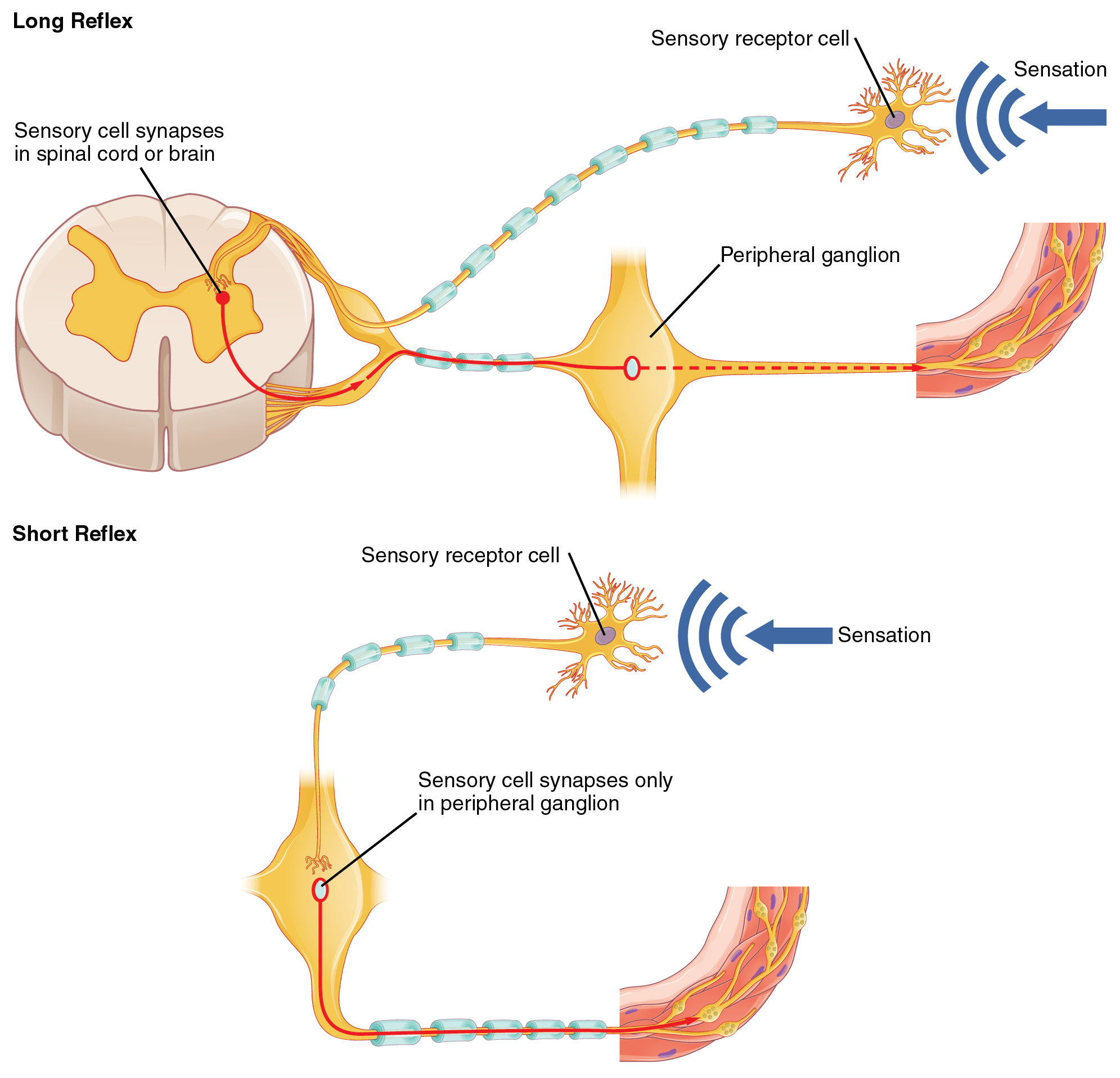 Autonomic Reflexes And Homeostasis · Anatomy And Physiology 