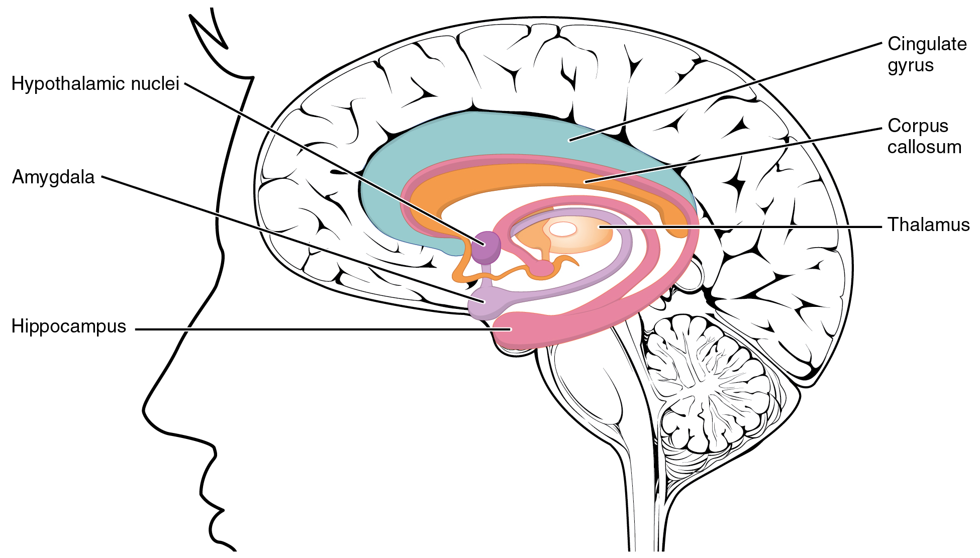 amygdala-function-location-what-happens-when-amygdala-is-damaged