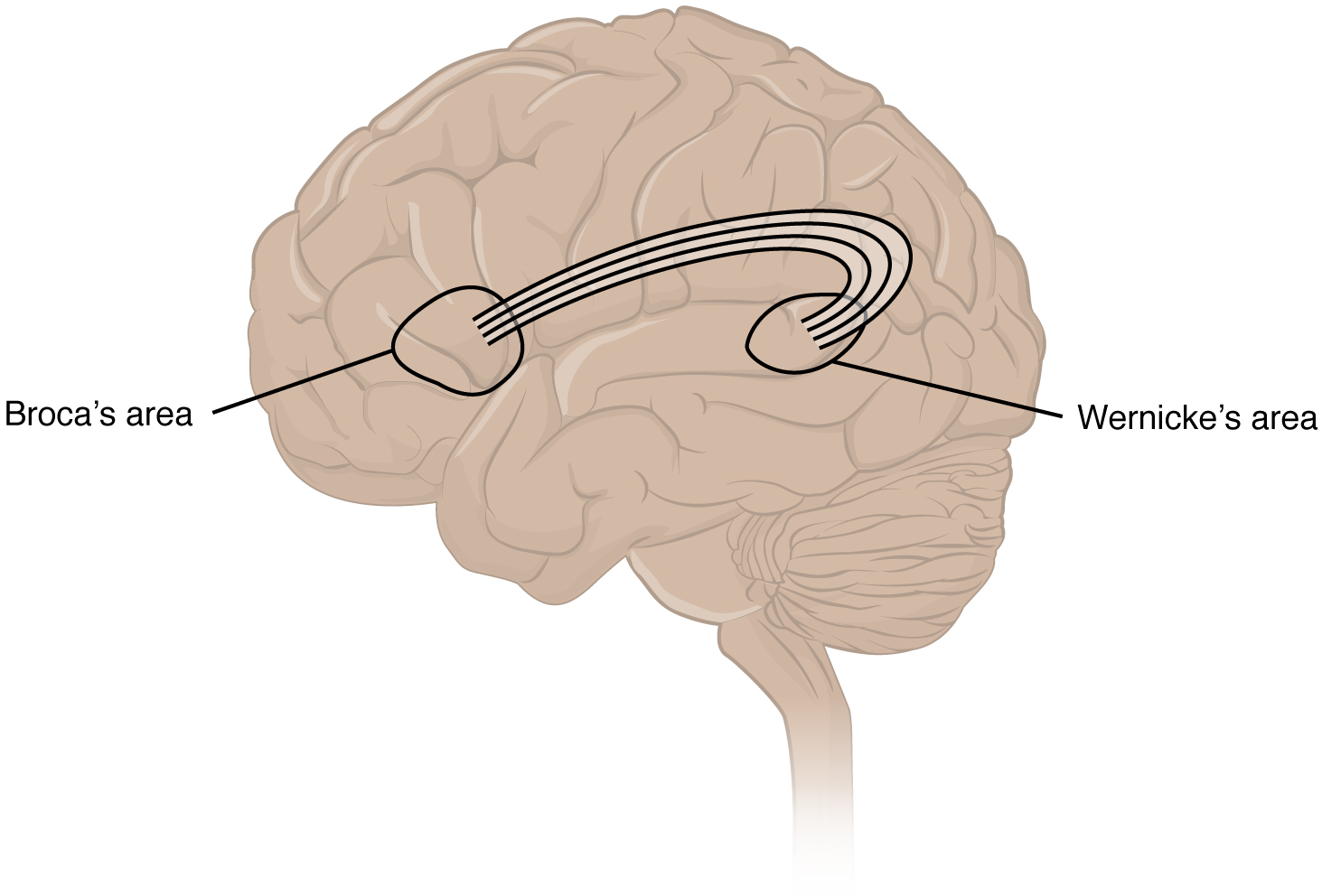 This figure shows the brain. Two labels mark the Broca’s and Wernicke’s areas.