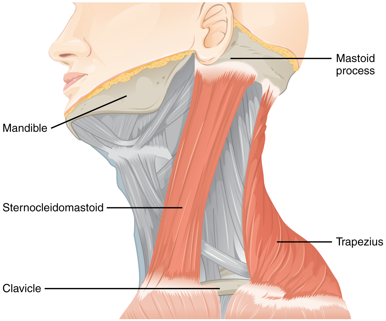 the-cranial-nerve-exam-anatomy-and-physiology