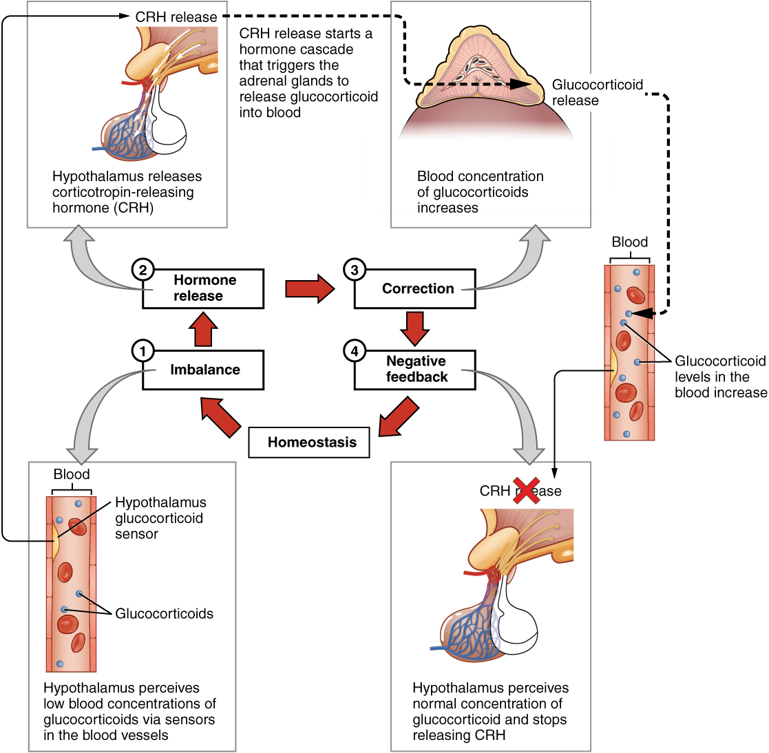 Hormones · Anatomy and Physiology