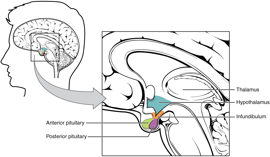 The Pituitary Gland and Hypothalamus · Anatomy and Physiology
