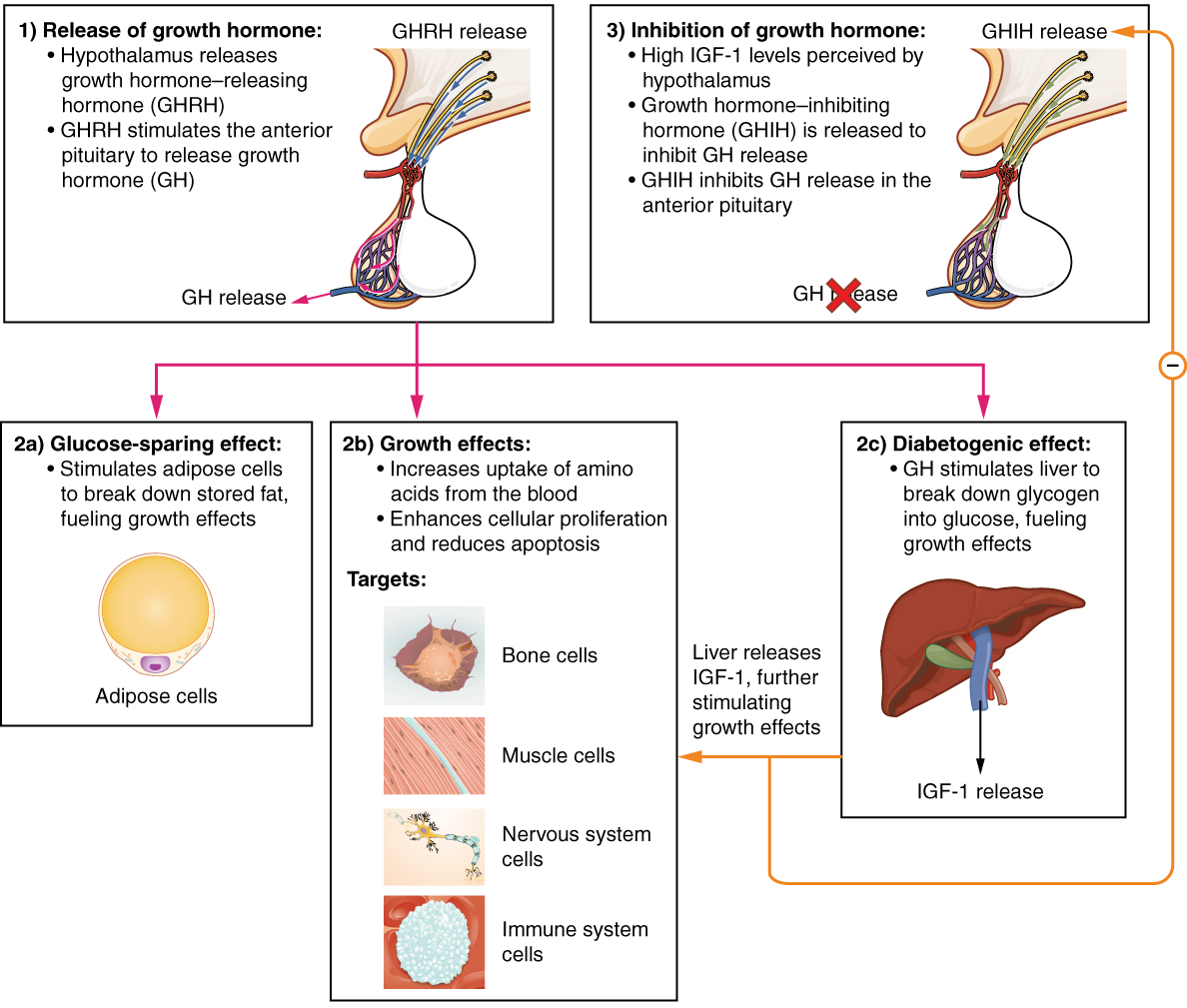 The Pituitary Gland And Hypothalamus Anatomy And Physiology The Pituitary Gland And Hypothalamus Anatomy And Physiology