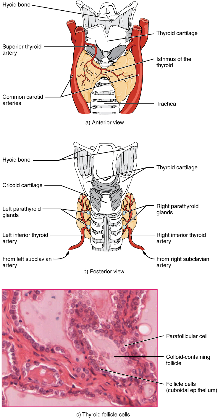 The Thyroid Gland Anatomy And Physiology The Thyroid Gland Anatomy And Physiology
