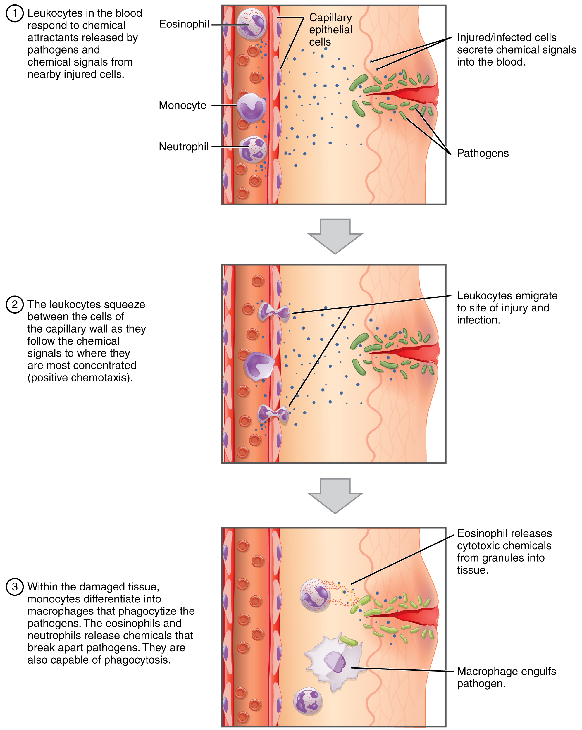 This figure shows how leukocytes respond to chemical signals from injured cells. The top panel shows chemical signals sent out by the injured cells. The middle panel shows leukocytes migrating to the injured cells. The bottom panel shows macrophages phagocytosing the pathogens.