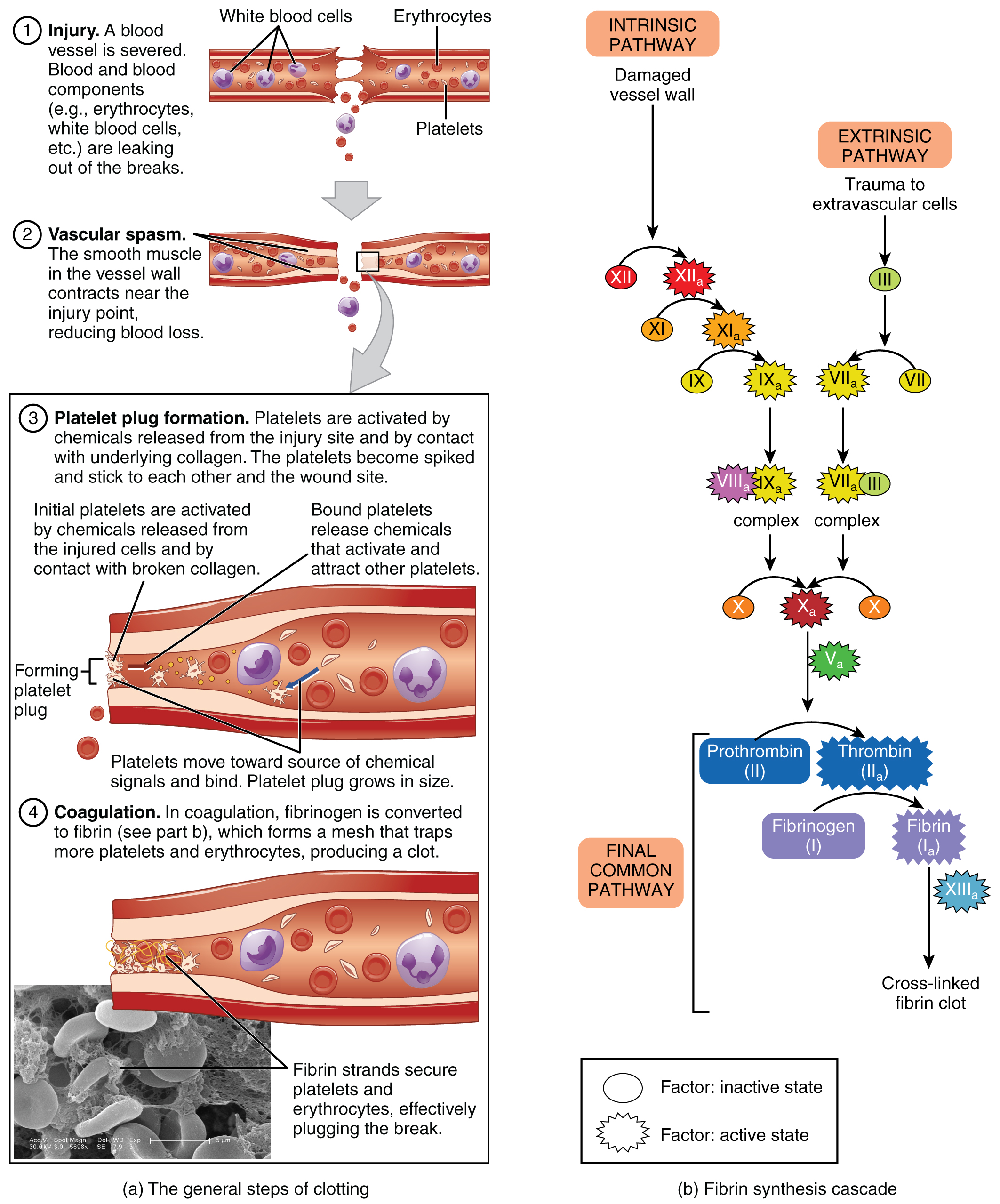 This figure details the steps in the clotting of blood. Each step is shown along with a detailed text box describing the steps on the left. On the right, a signaling pathway shows the different chemical signals involved in the clotting process.