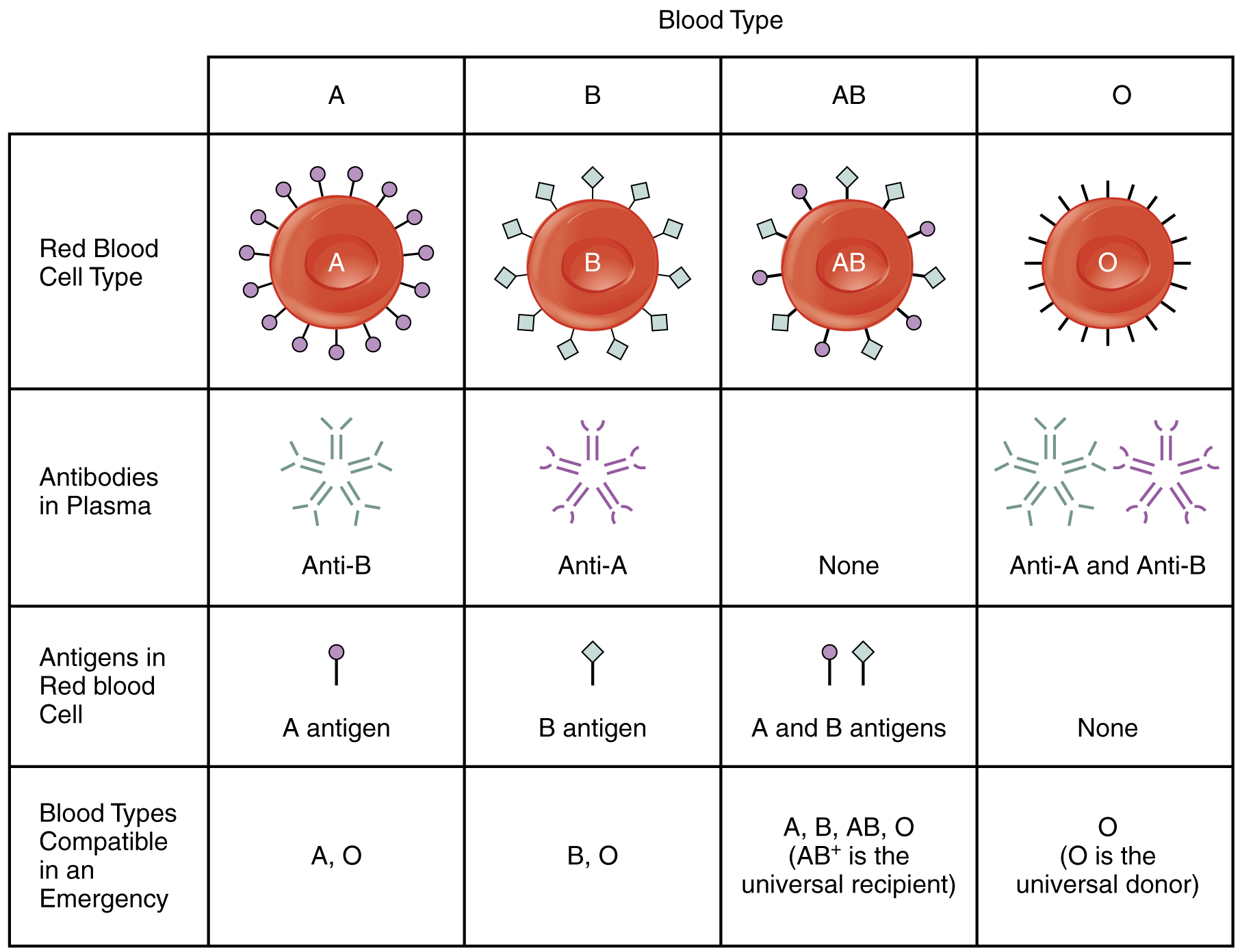 what-your-blood-type-says-about-your-personality