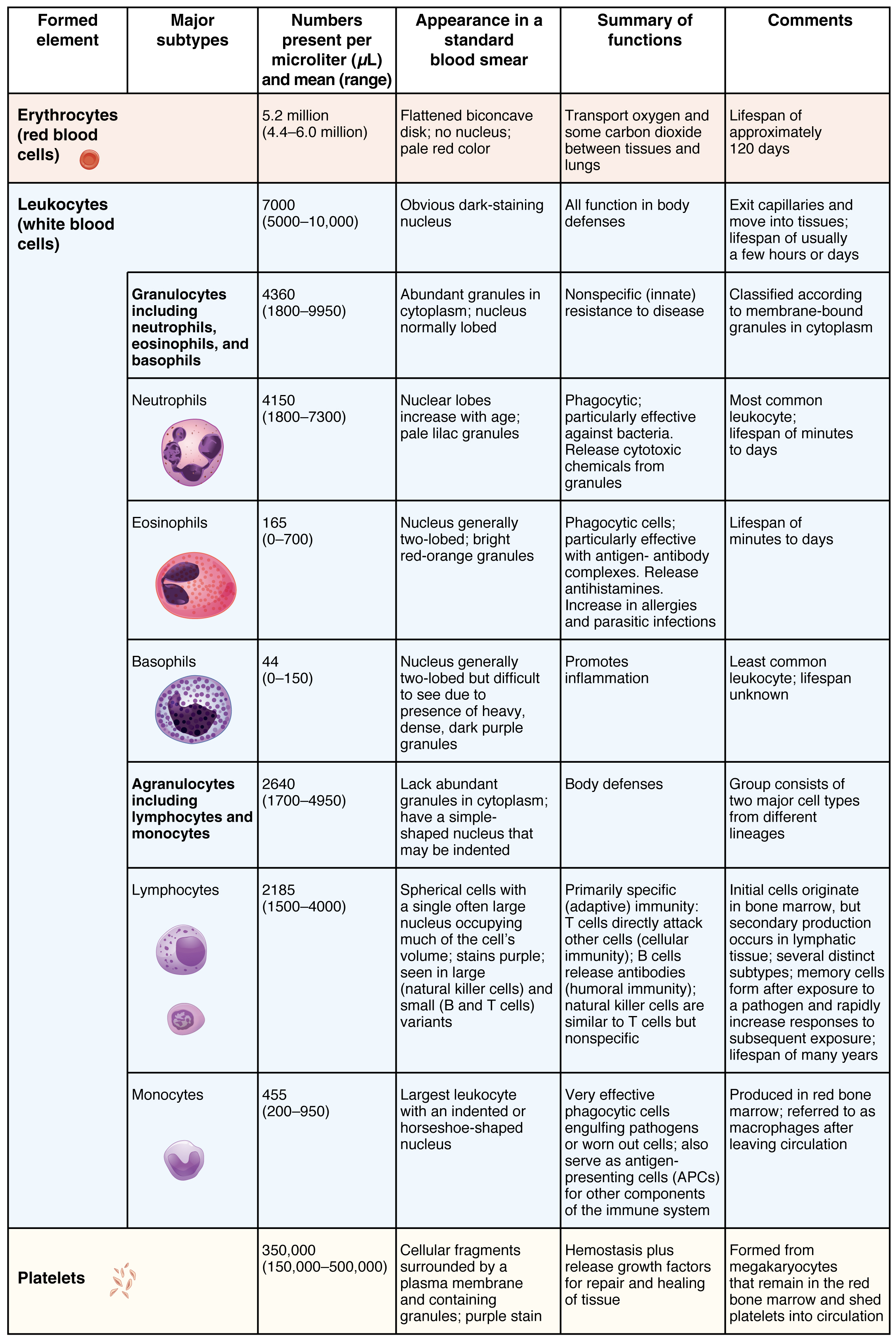 Erythrocytes · Anatomy And Physiology 6039