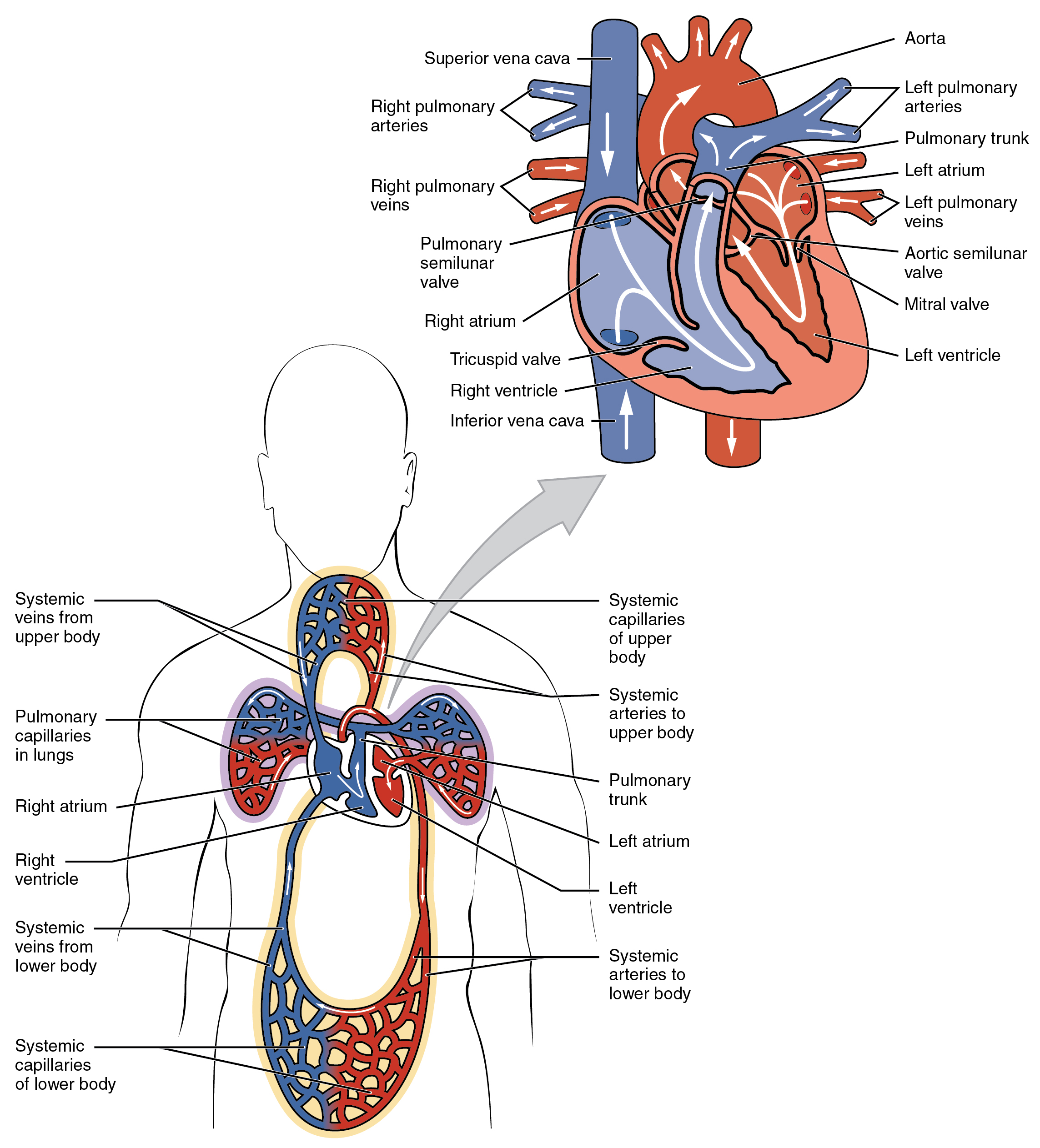 Schematic Diagram Of Blood Flow In The Heart