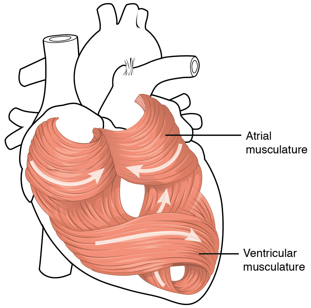 Heart Anatomy Anatomy And Physiology