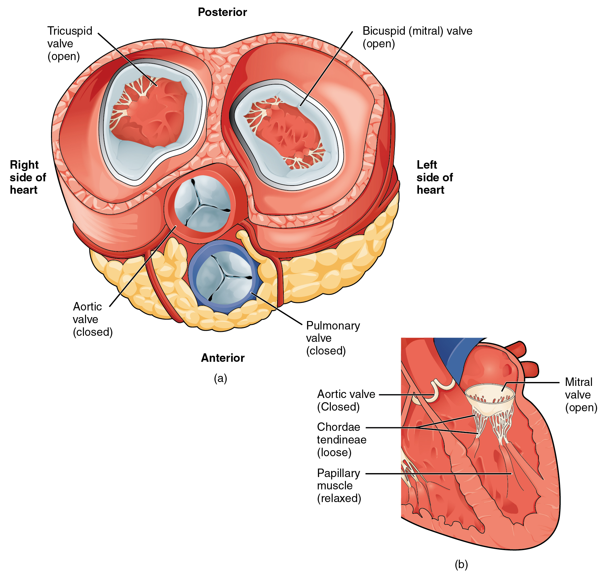 Heart Anatomy · Anatomy And Physiology