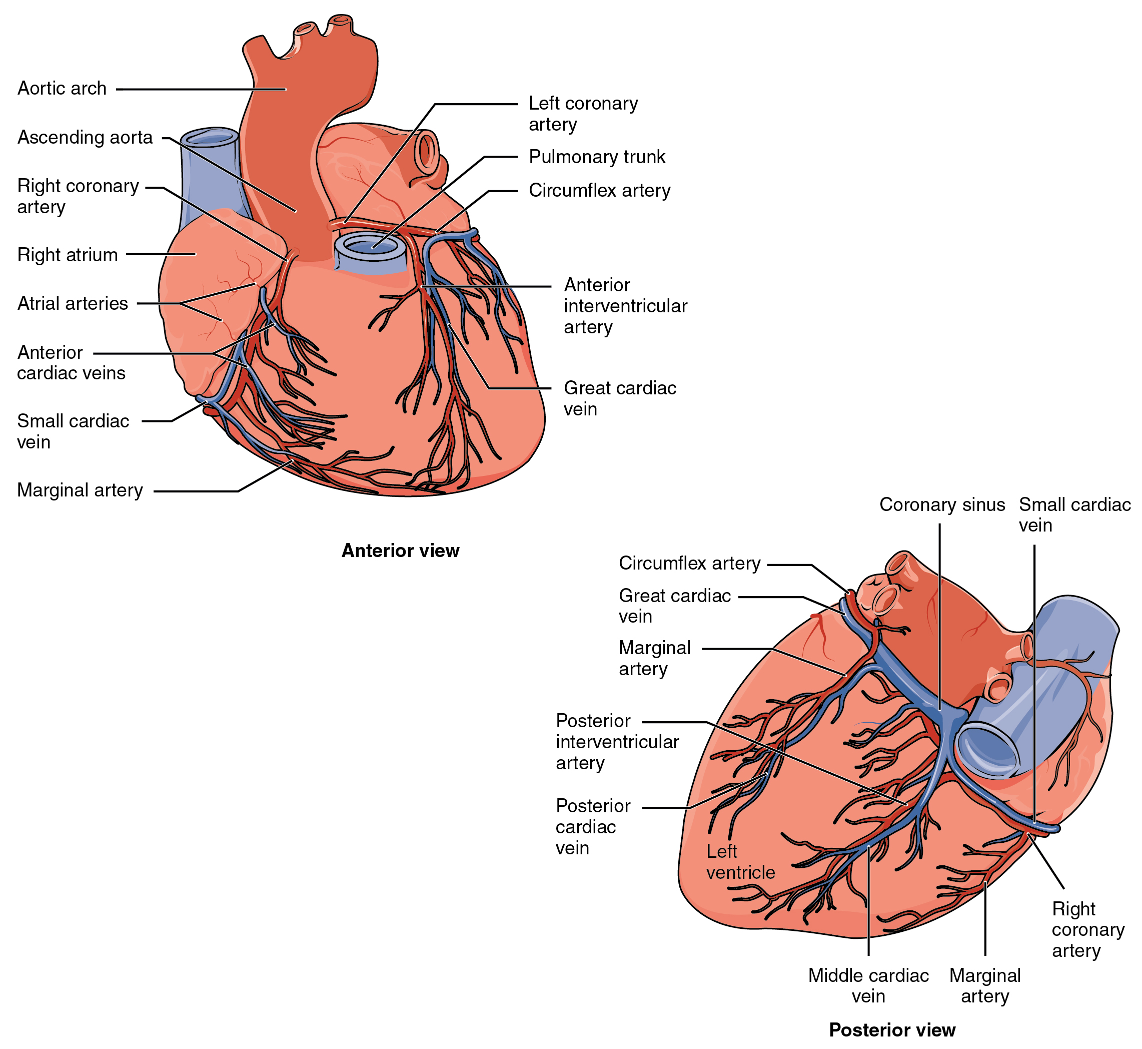 The top panel of this figure shows the anterior view of the heart while the bottom panel shows the posterior view of the heart. The different blood vessels are labeled.