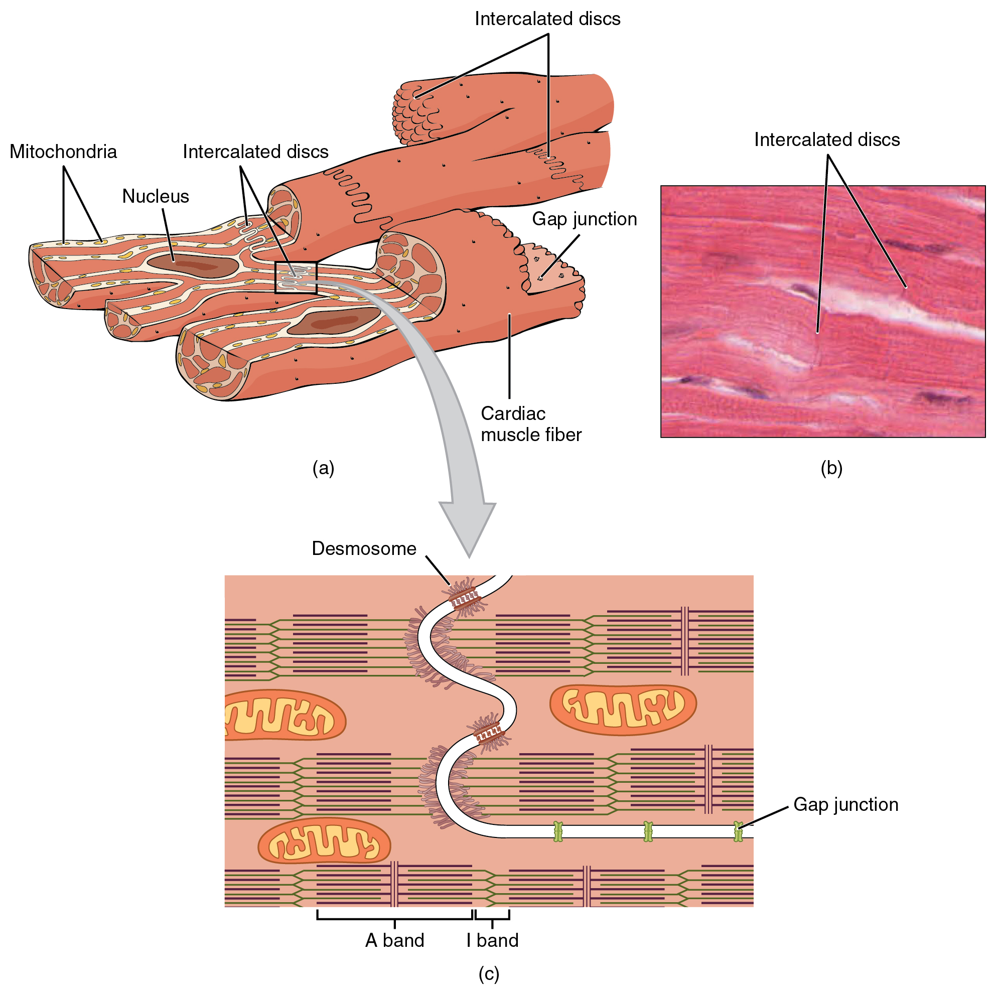 Cardiac Muscle Diagram Pdf