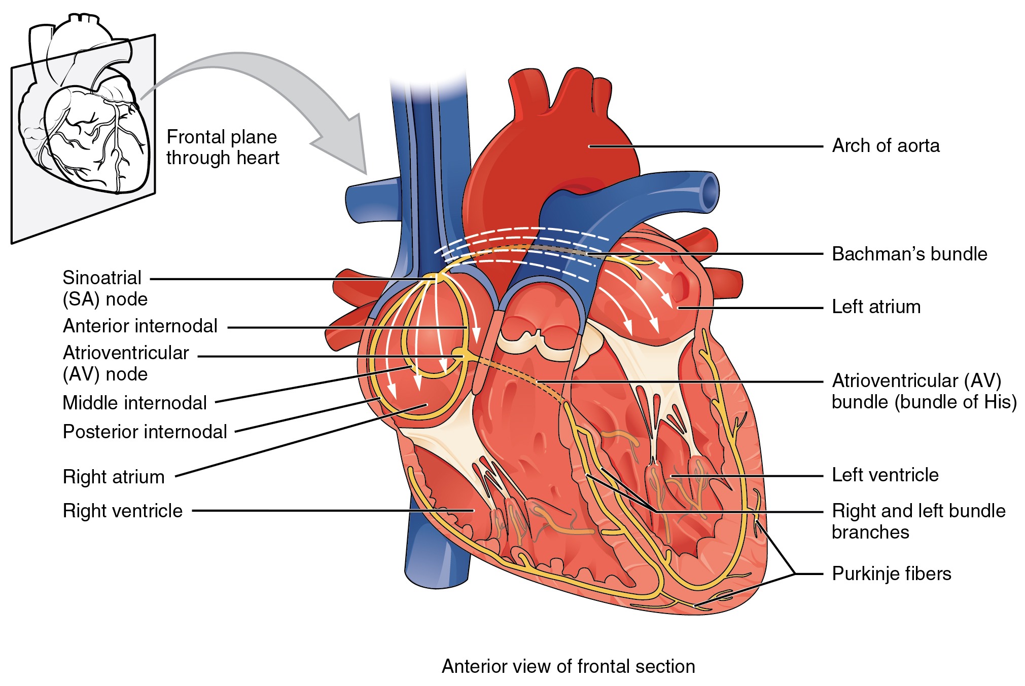 Conduction System Of The Heart Diagram Labeled Cardiac Condu