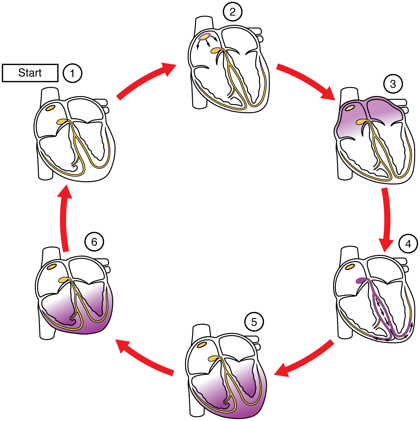 Cardiac Muscle And Electrical Activity Anatomy And Physiology