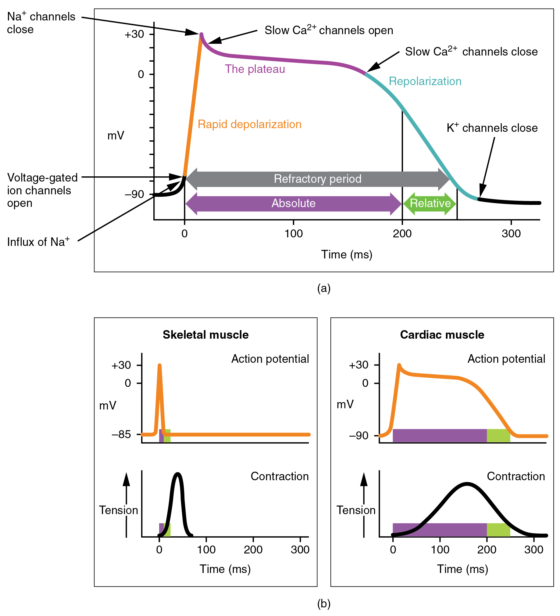 ventricular contraction timing