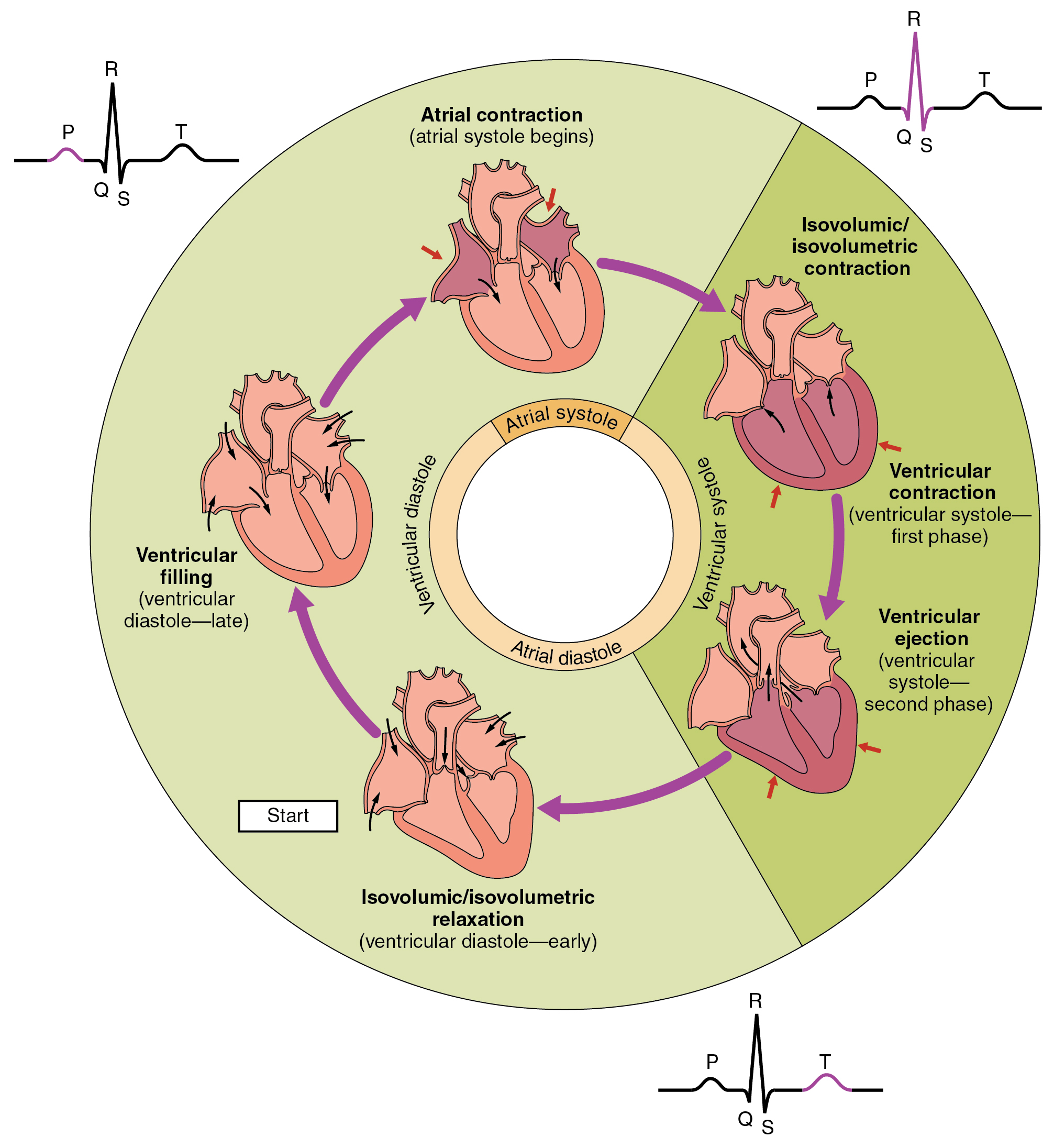 Cardiac Cycle Anatomy And Physiology Cardiac Cycle Anatomy And Physiology