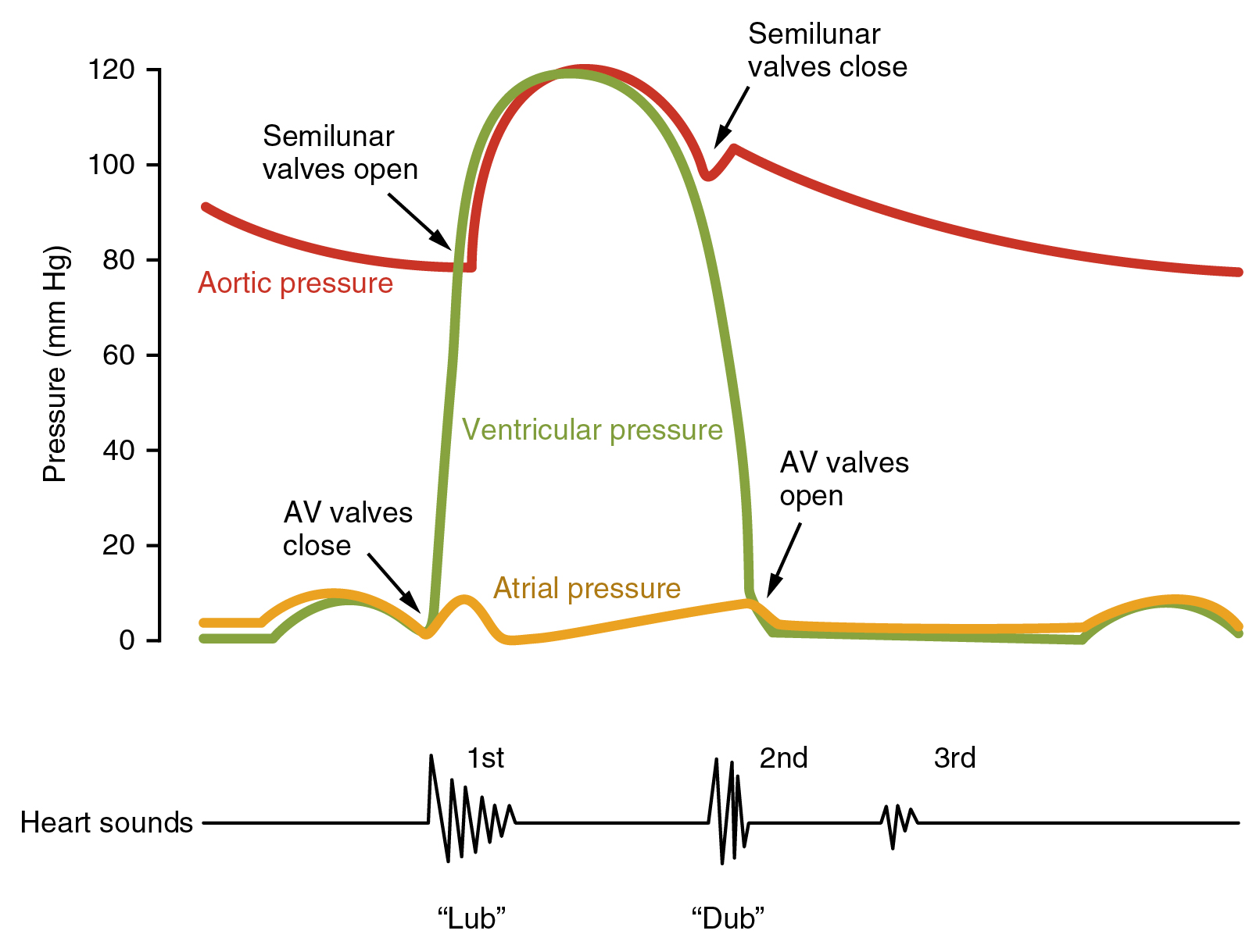 Cardiac Cycle Anatomy And Physiology