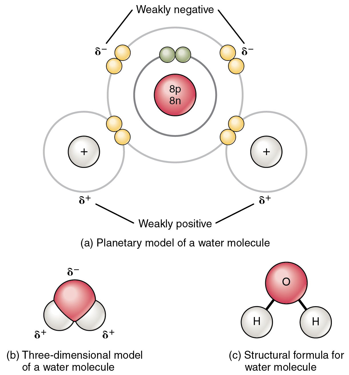 chemical-bonds-anatomy-and-physiology