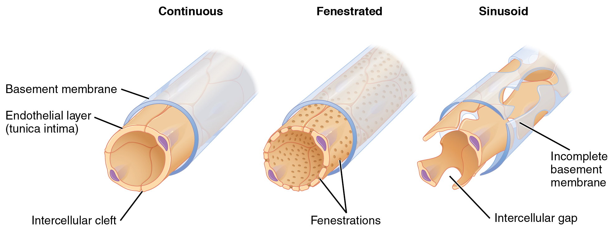 The left panel shows the structure of a continuous capillary, the middle panel shows a fenestrated capillary, and the right panel shows a sinusoid capillary.
