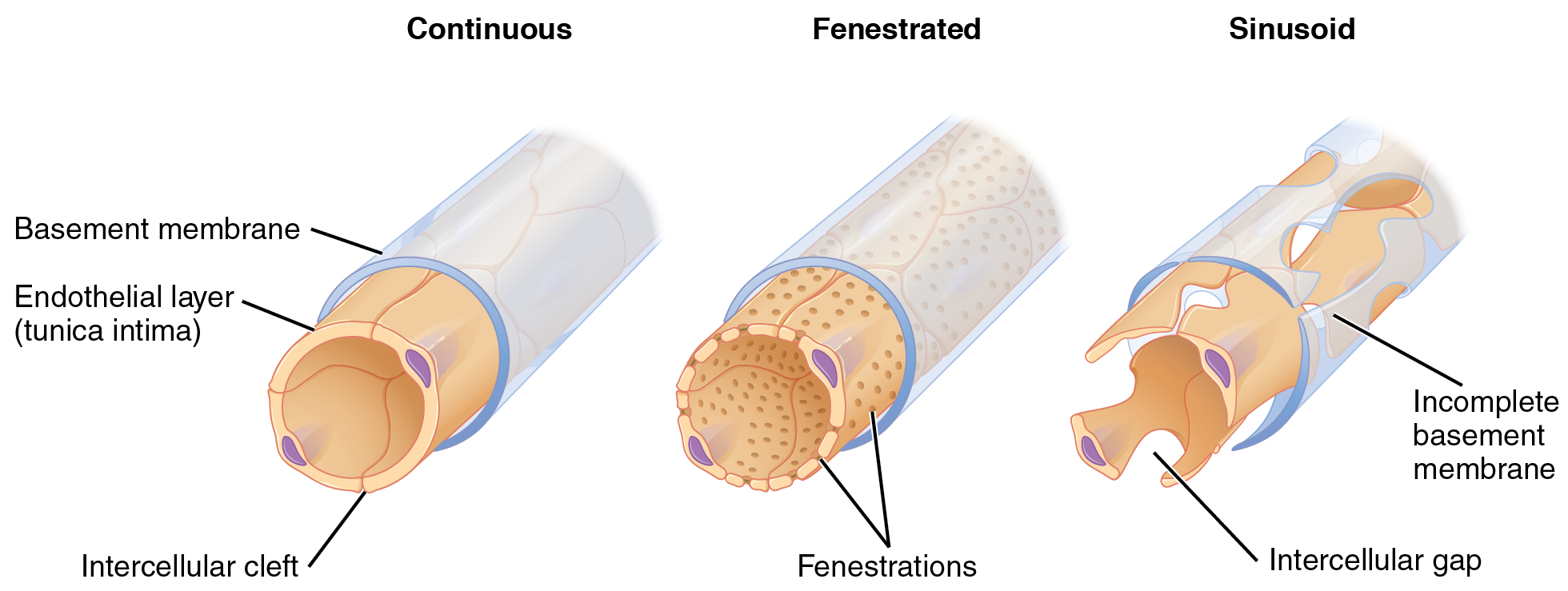 Structure and Function of Blood Vessels · Anatomy and Physiology