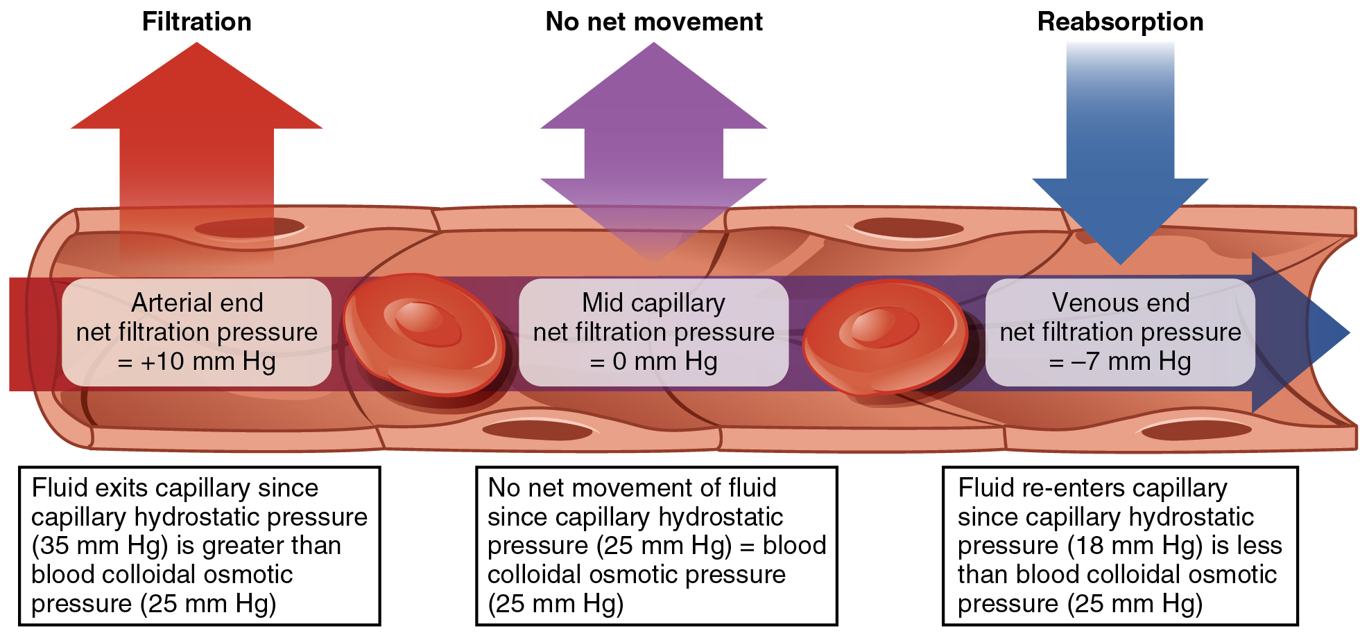 Capillary Exchange · Anatomy and Physiology