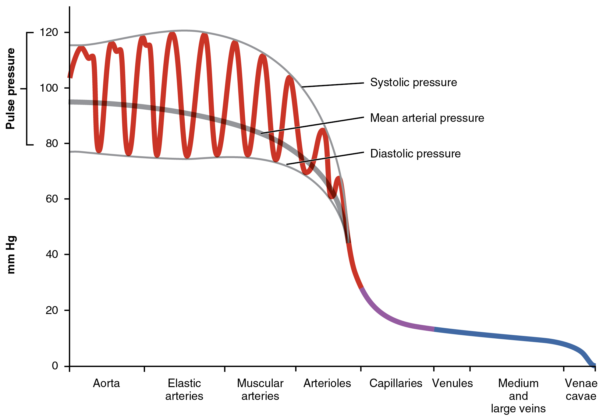 Blood Pressure Homeostasis Flow Chart