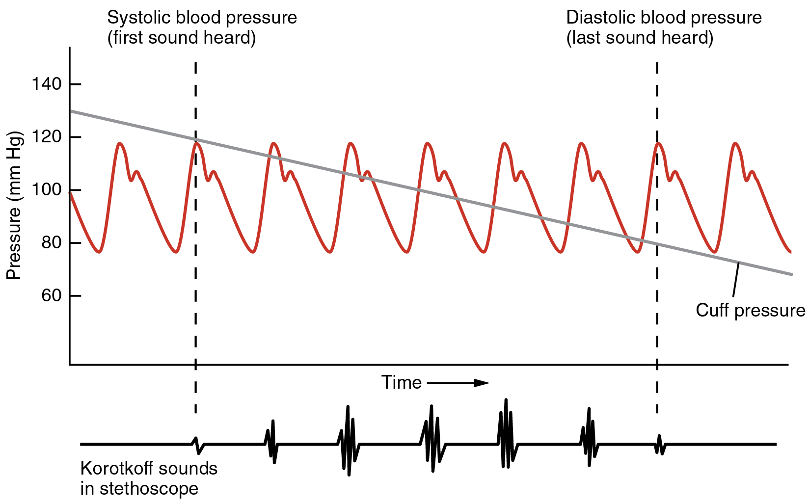 Blood Flow Blood Pressure And Resistance Anatomy And Physiology