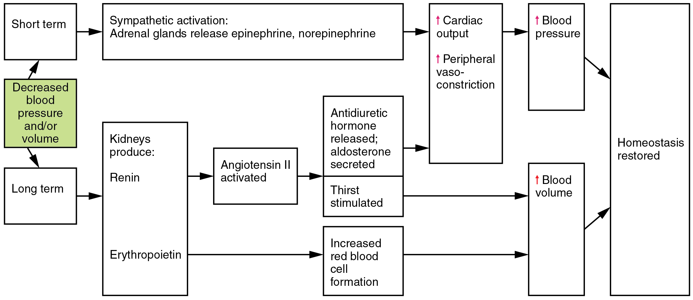 Homeostatic Regulation of the Vascular System · Anatomy and Physiology