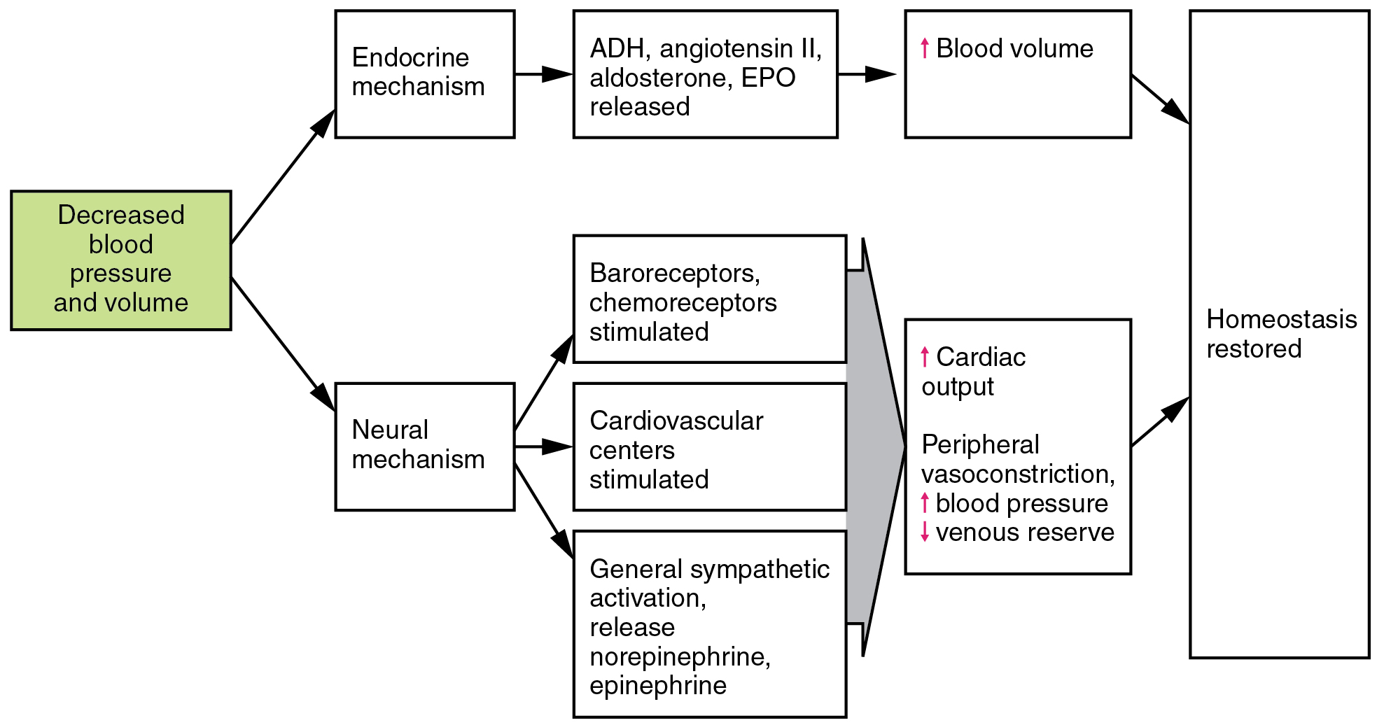 how in balance the maintained body fluid is System Vascular of the Homeostatic Regulation · Anatomy